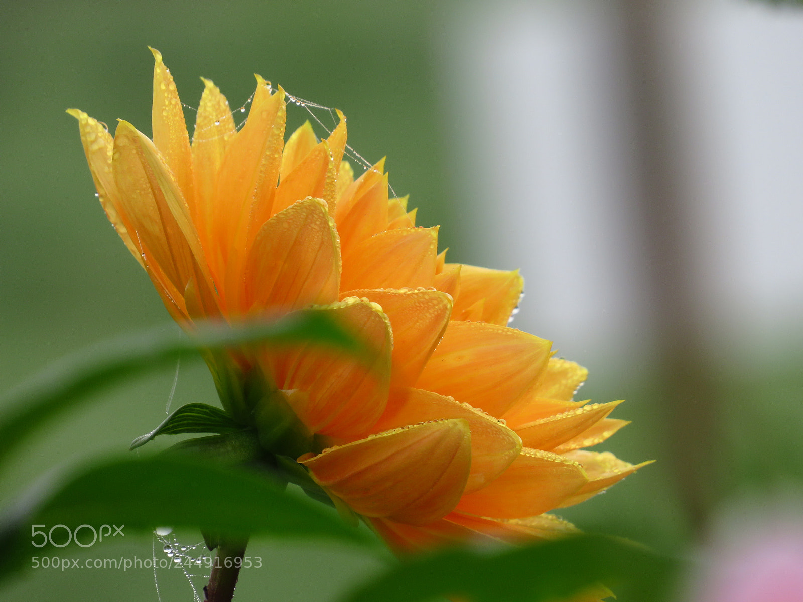Canon PowerShot SX540 HS sample photo. Dahlie photography