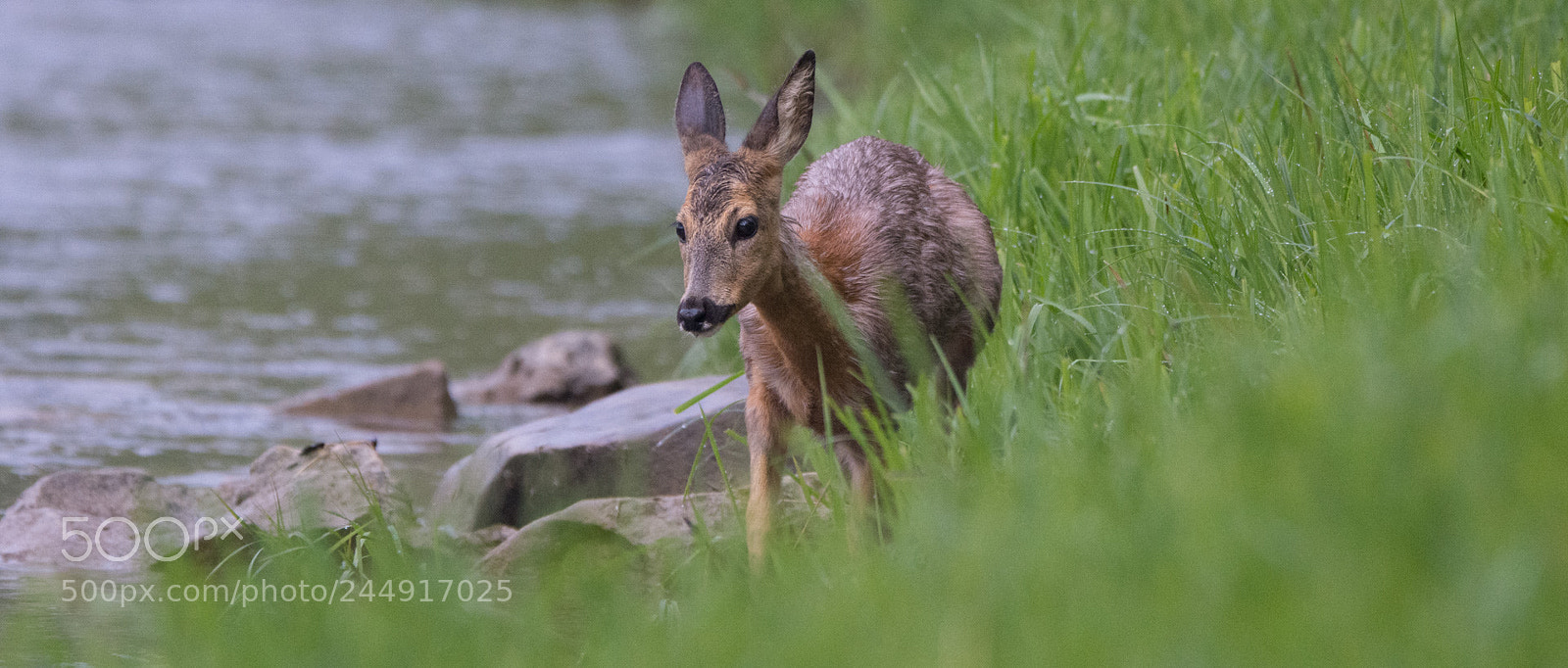 Nikon D7200 sample photo. Approaching the water source photography