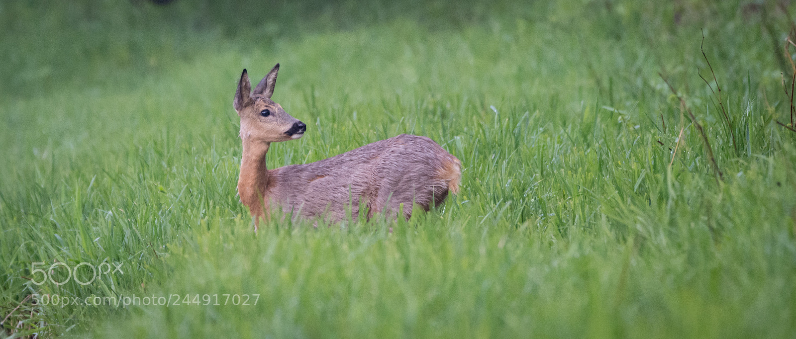 Nikon D7200 sample photo. On the grassy river photography