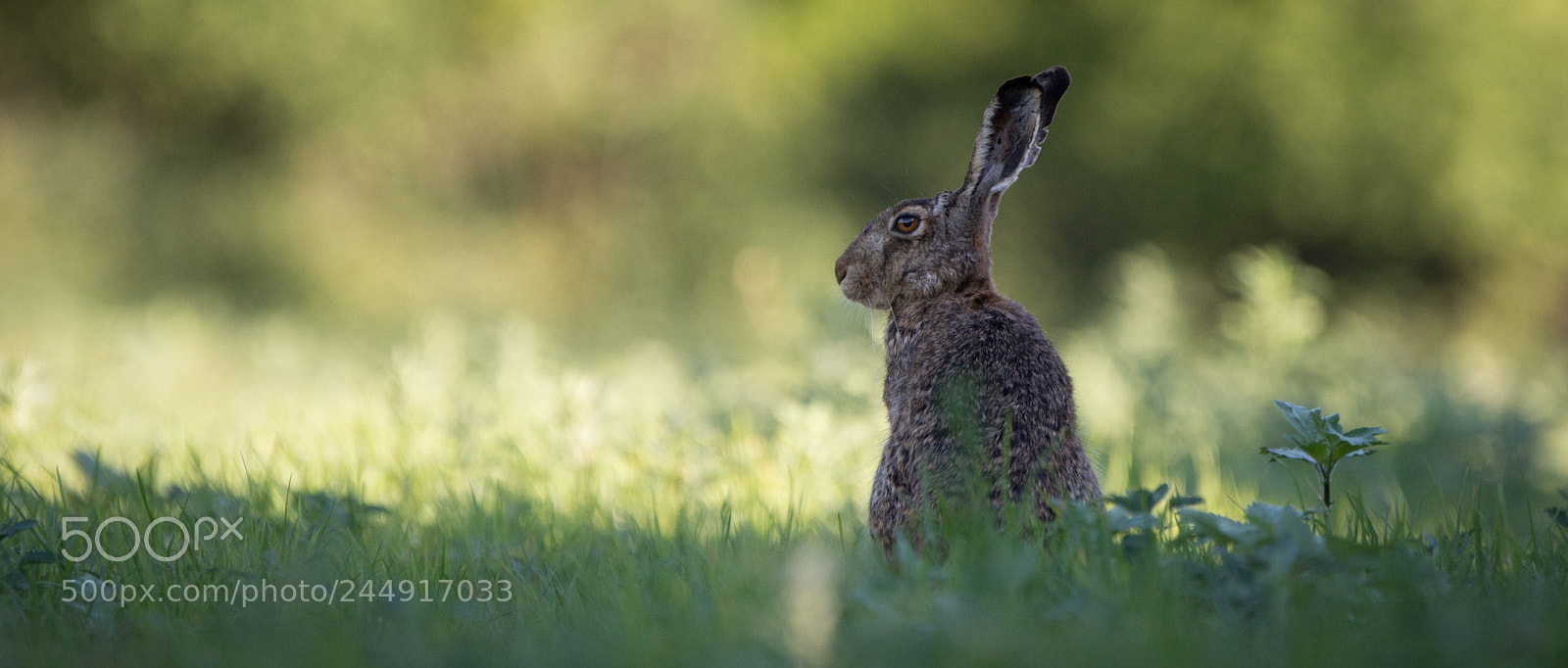 Nikon D7200 sample photo. Old resting hare photography