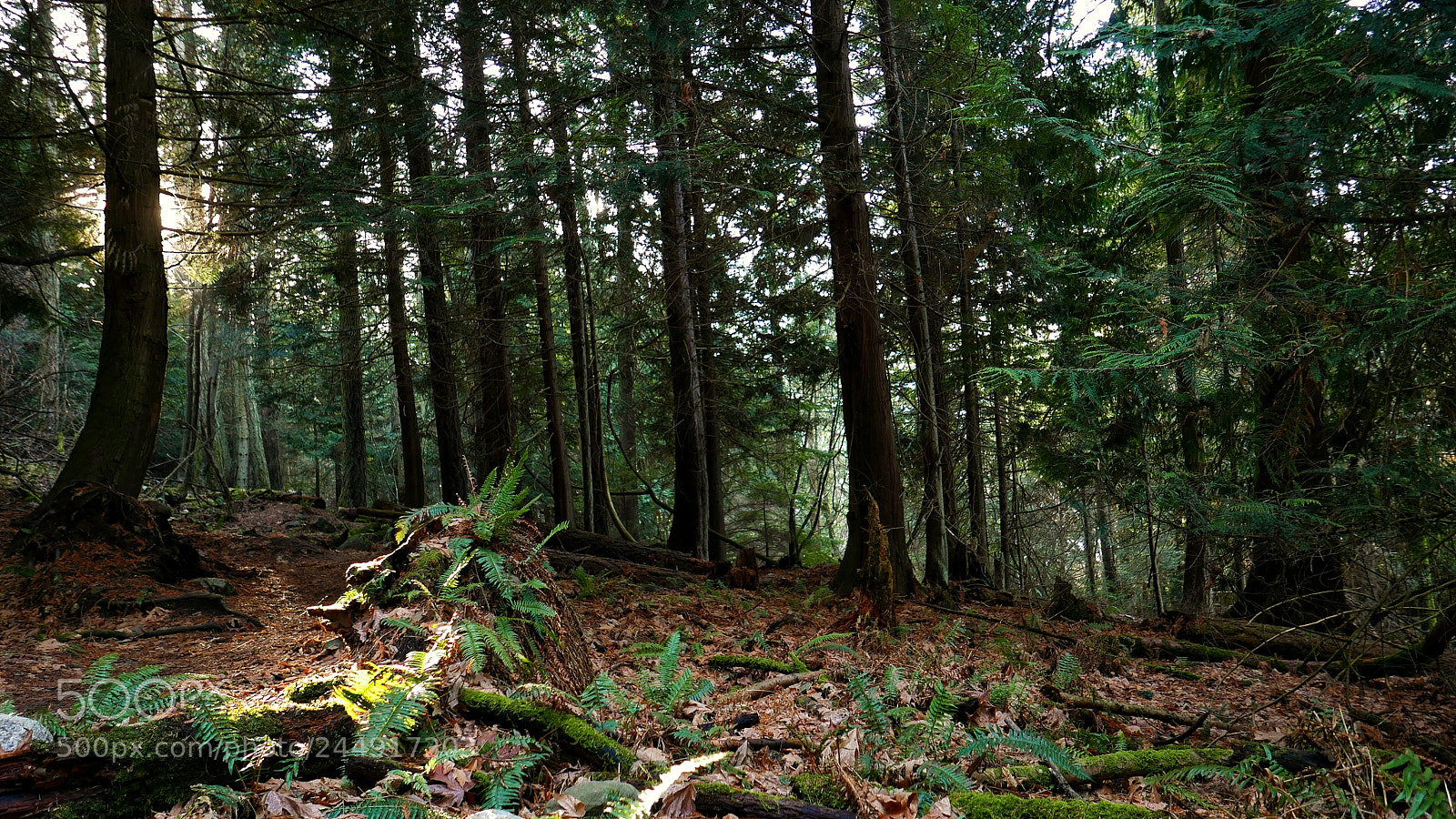 Panasonic Lumix DMC-LX100 sample photo. Enchanted forest photography