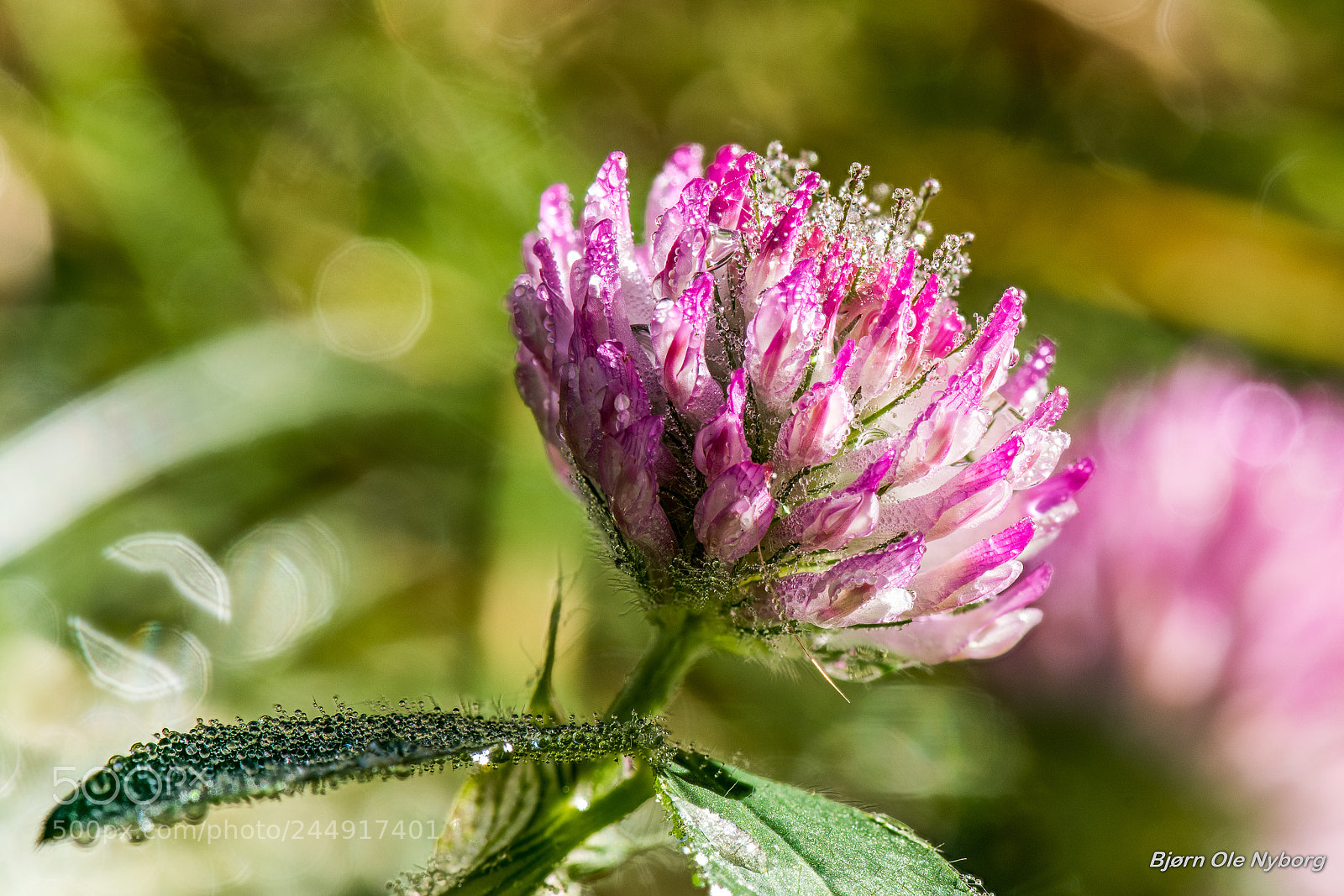 Nikon D810 sample photo. Trifolium medium photography
