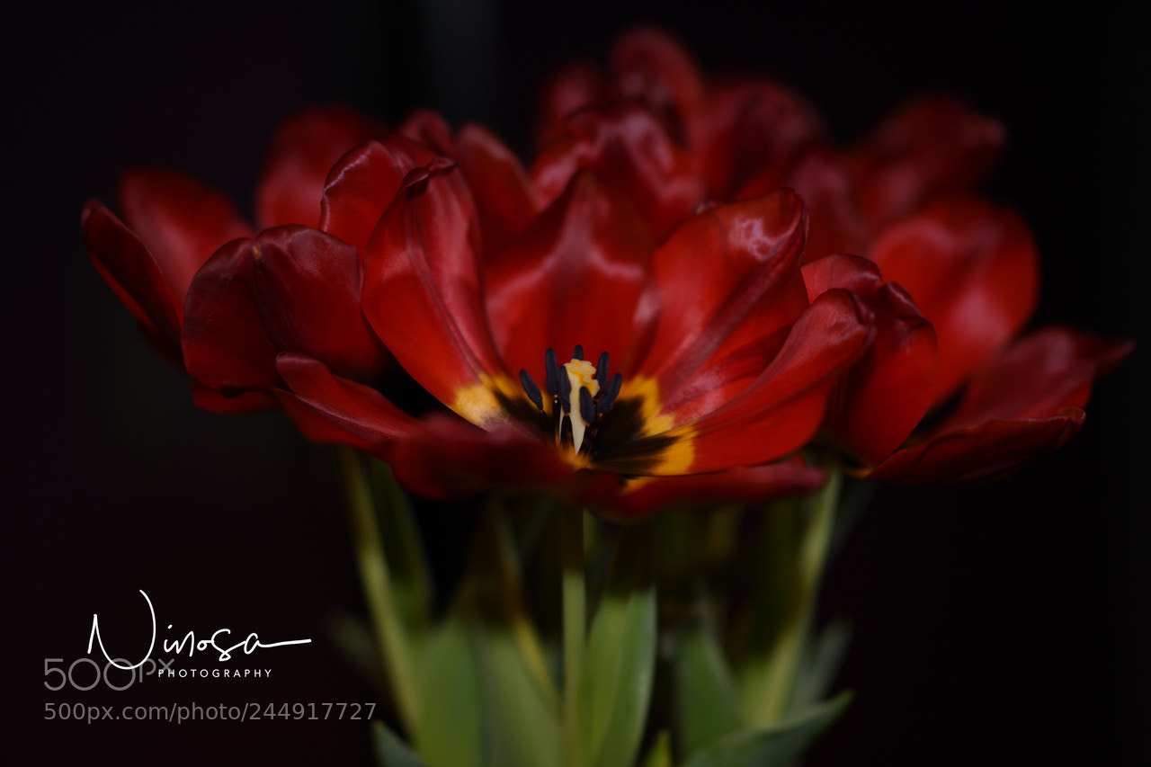 Nikon D850 sample photo. Untitled photography
