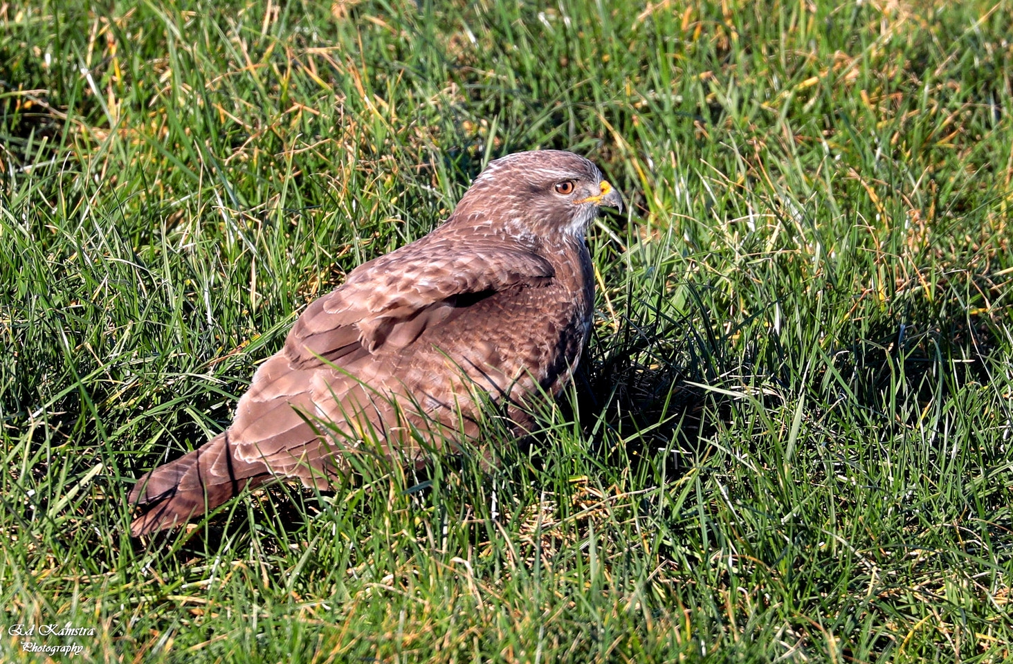 Canon EOS 5D Mark IV + Canon EF 100-400mm F4.5-5.6L IS II USM sample photo. Bird of prey photography