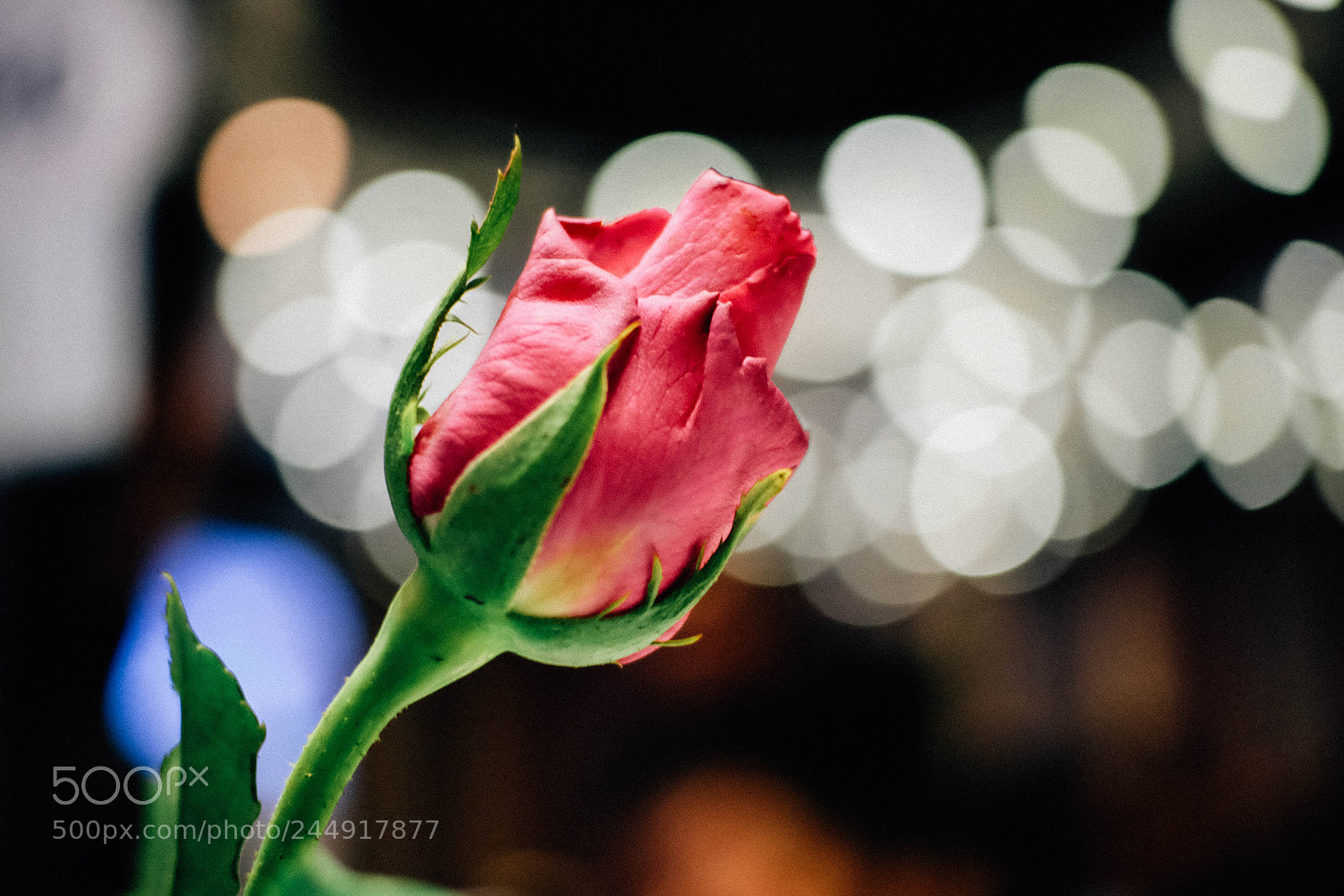 Fujifilm X-T10 sample photo. The february photography