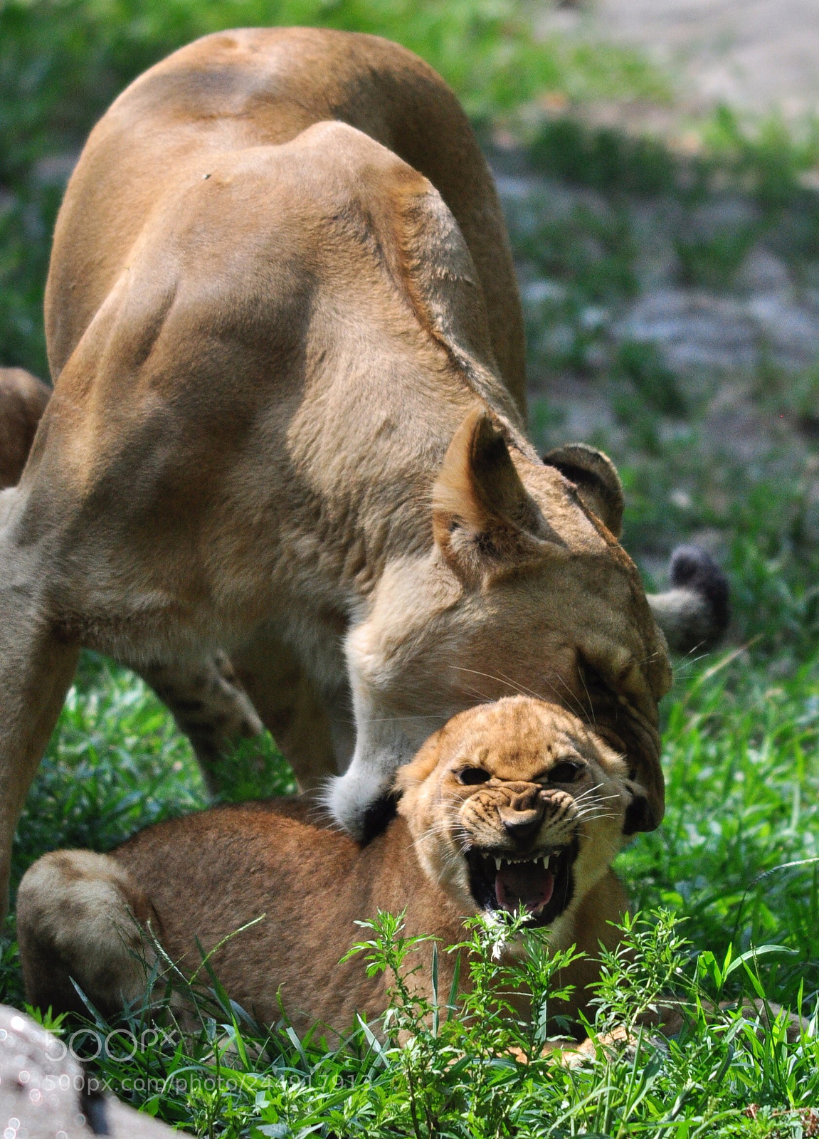 Nikon D90 sample photo. Lioness and boy cub photography