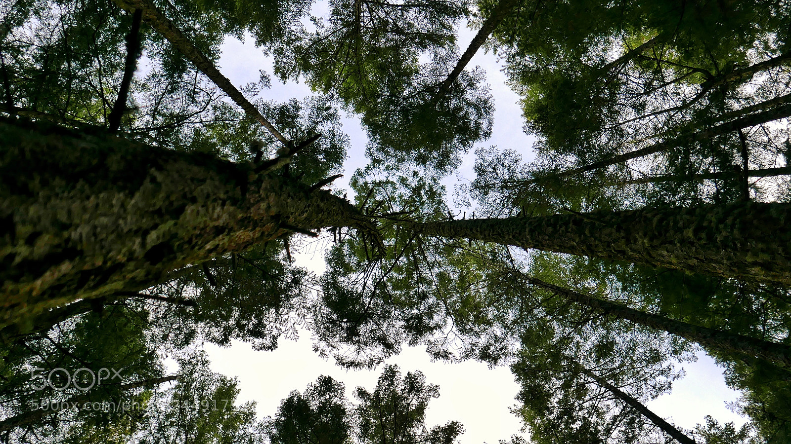 Panasonic Lumix DMC-LX100 sample photo. Fractal photography