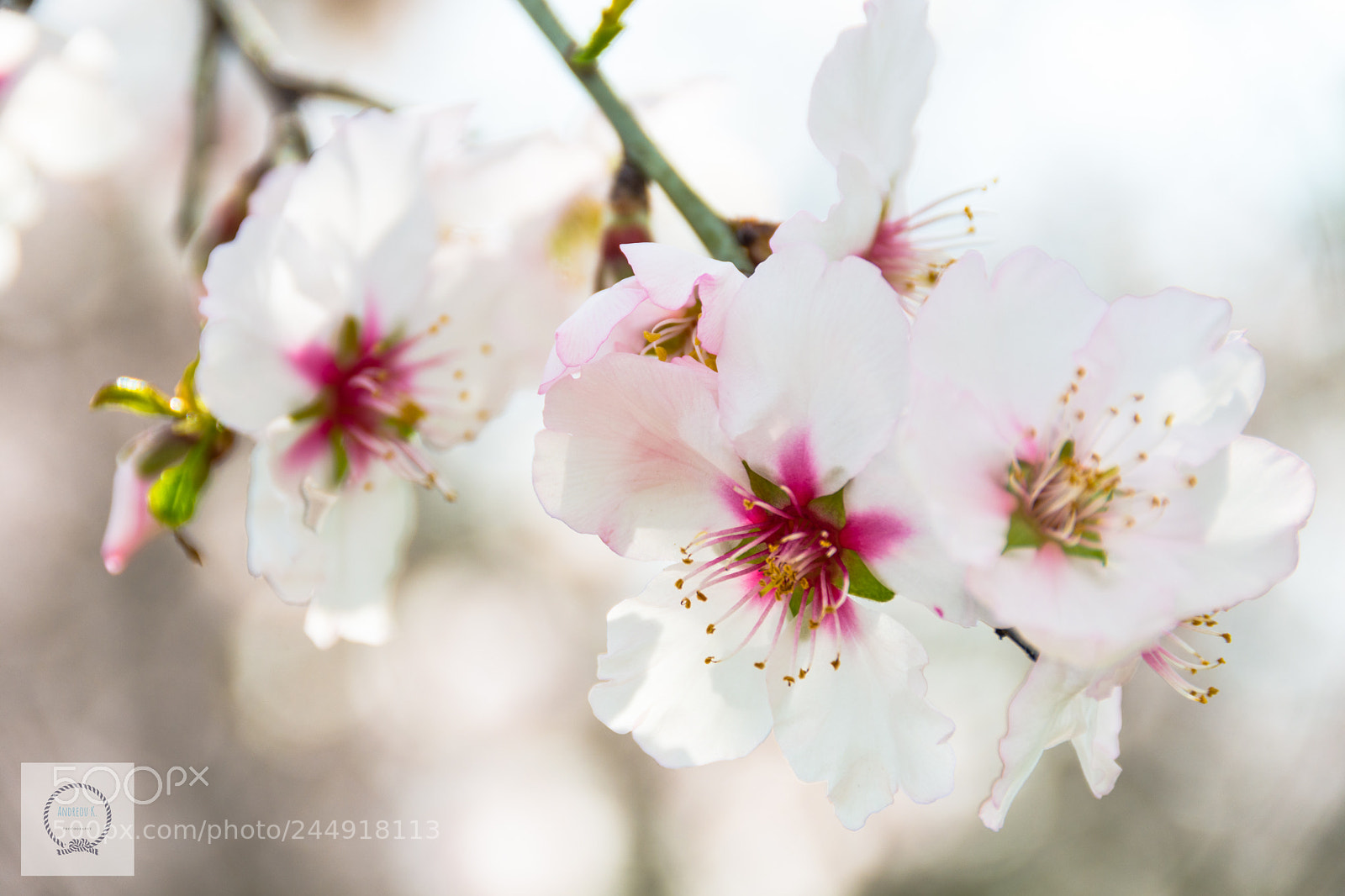 Nikon D7200 sample photo. Almond tree photography