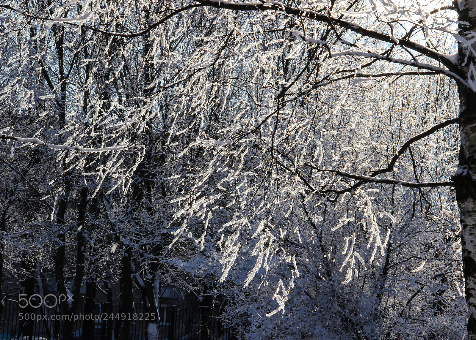 Canon EOS 600D (Rebel EOS T3i / EOS Kiss X5) sample photo. Frosty lace.  photography