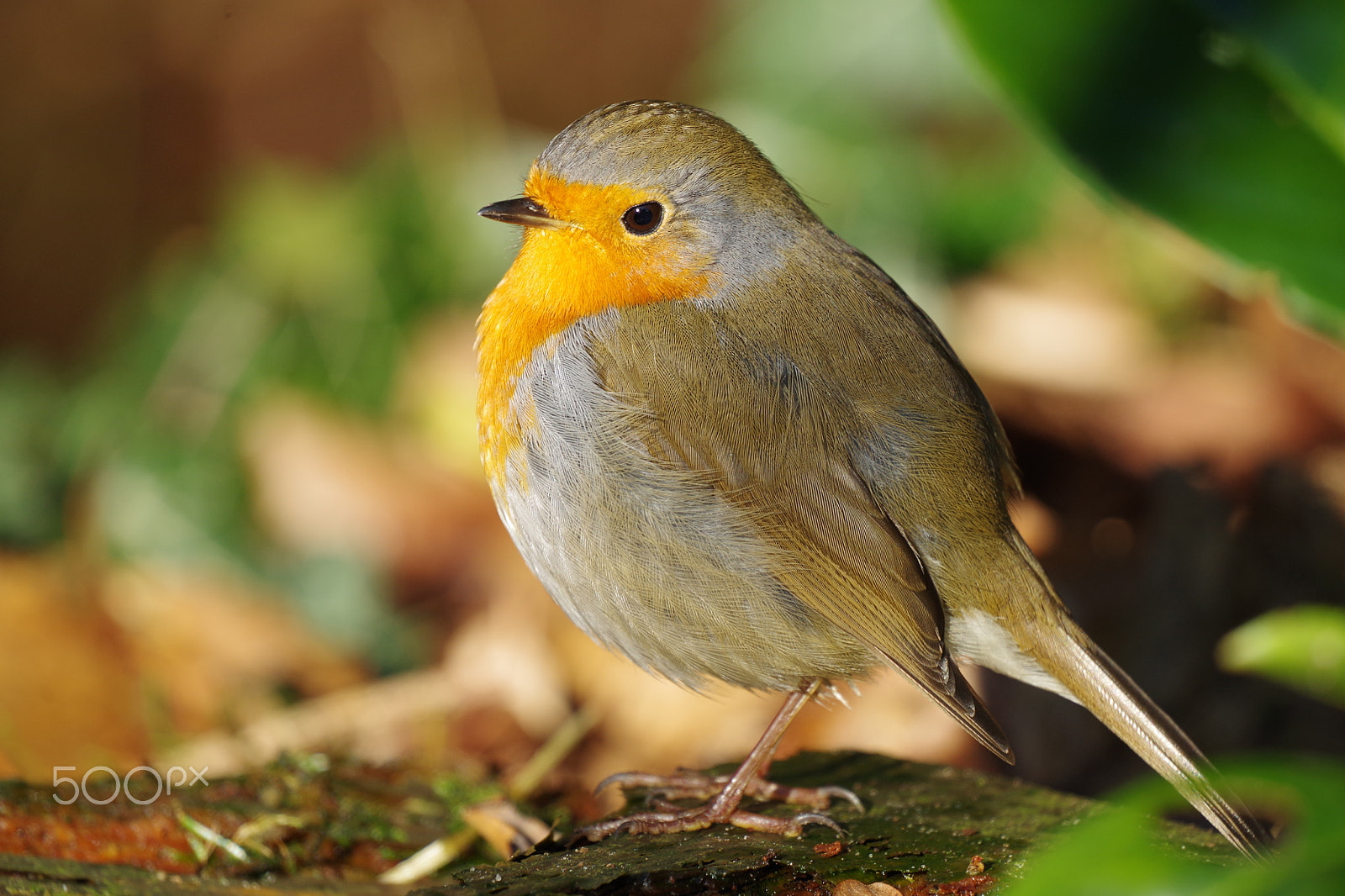 Pentax K-50 sample photo. Robin, my little garden helper photography