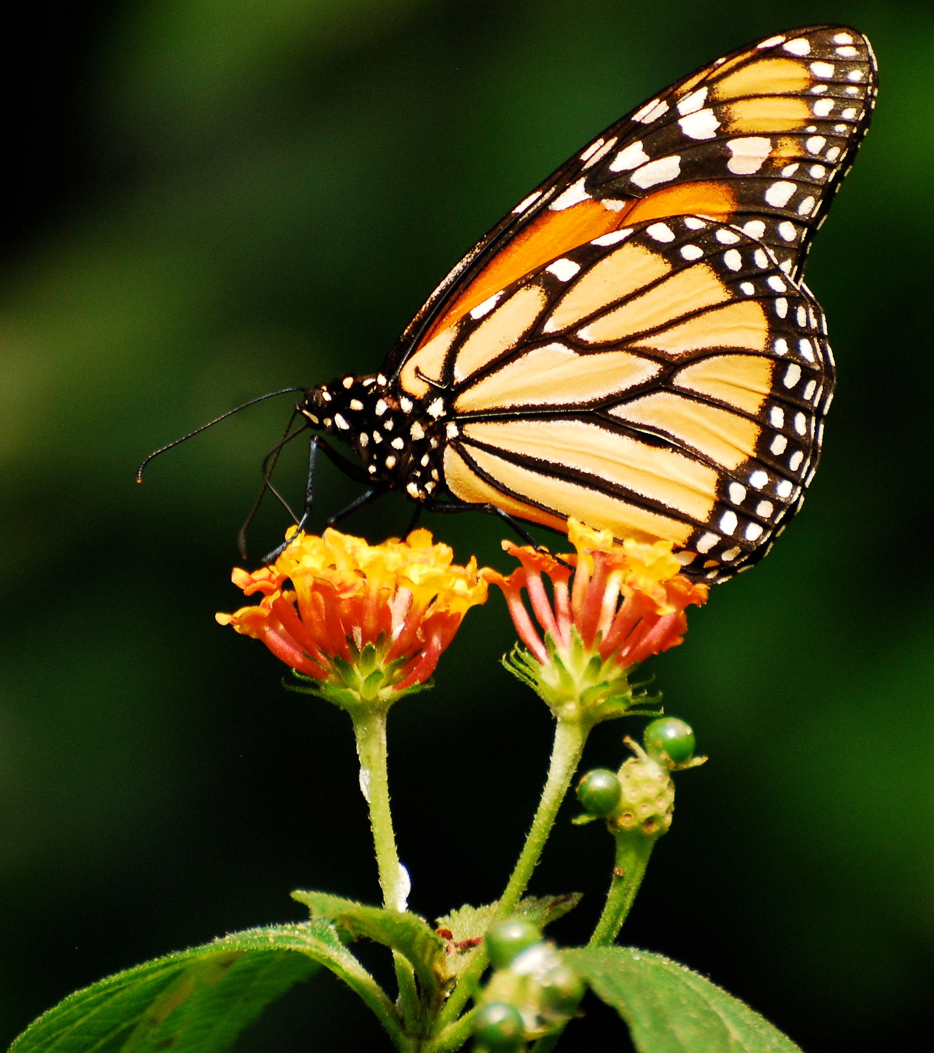 Nikon D80 sample photo. Butterfly on milkweed. ward pound ridge reservation.ny. hand held no filters. photography