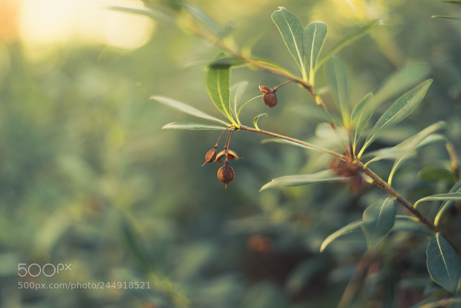 Nikon D810 sample photo. Untitled photography