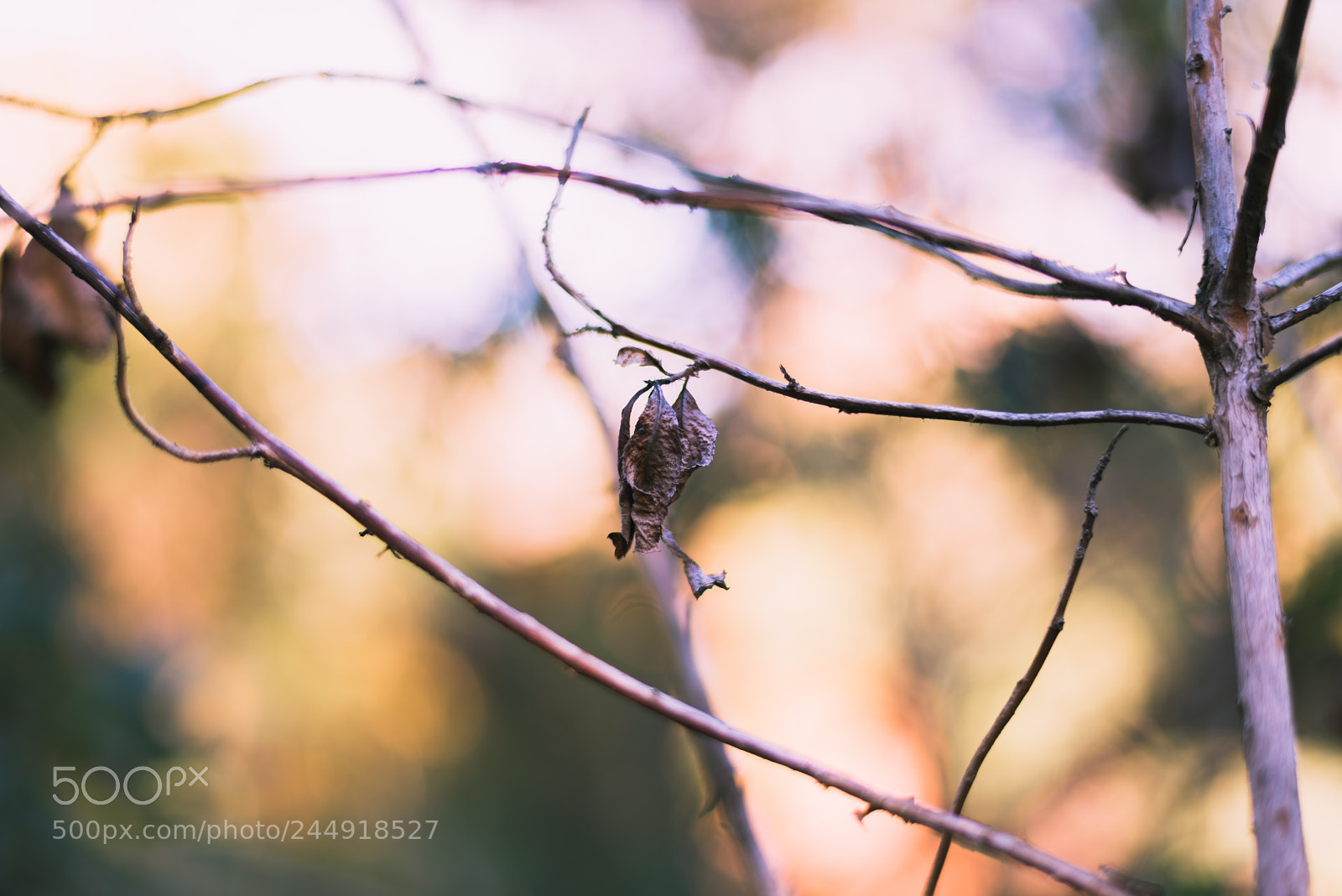 Nikon D810 sample photo. Untitled photography