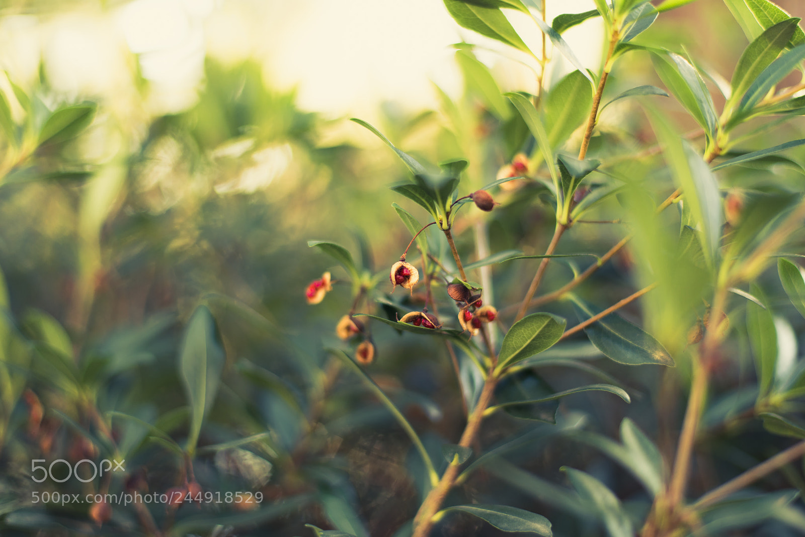 Nikon D810 sample photo. Untitled photography