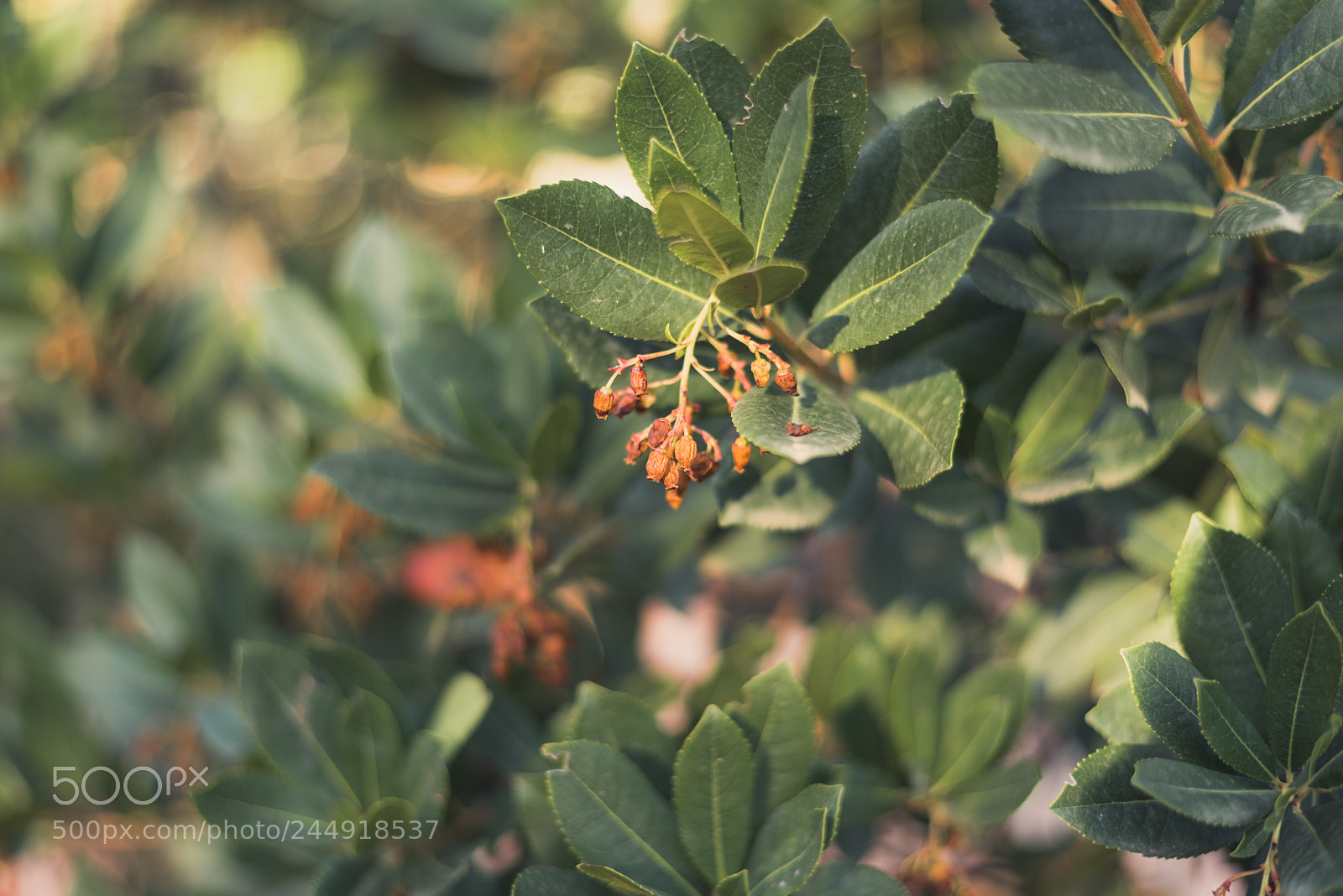 Nikon D810 sample photo. Untitled photography