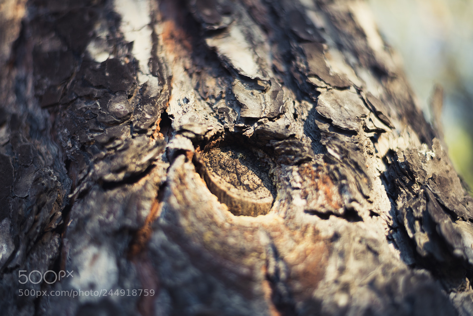 Nikon D810 sample photo. Untitled photography