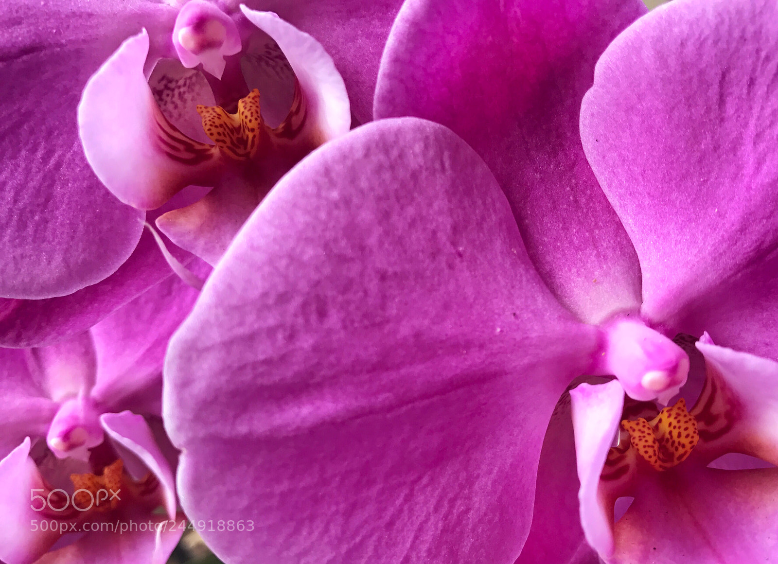 Apple iPhone 7 sample photo. Pink orchid photography