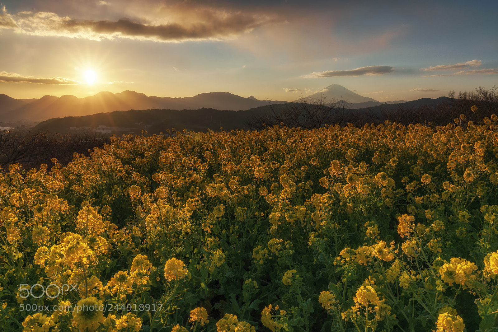 Sony a7R III sample photo. Spring has come? photography