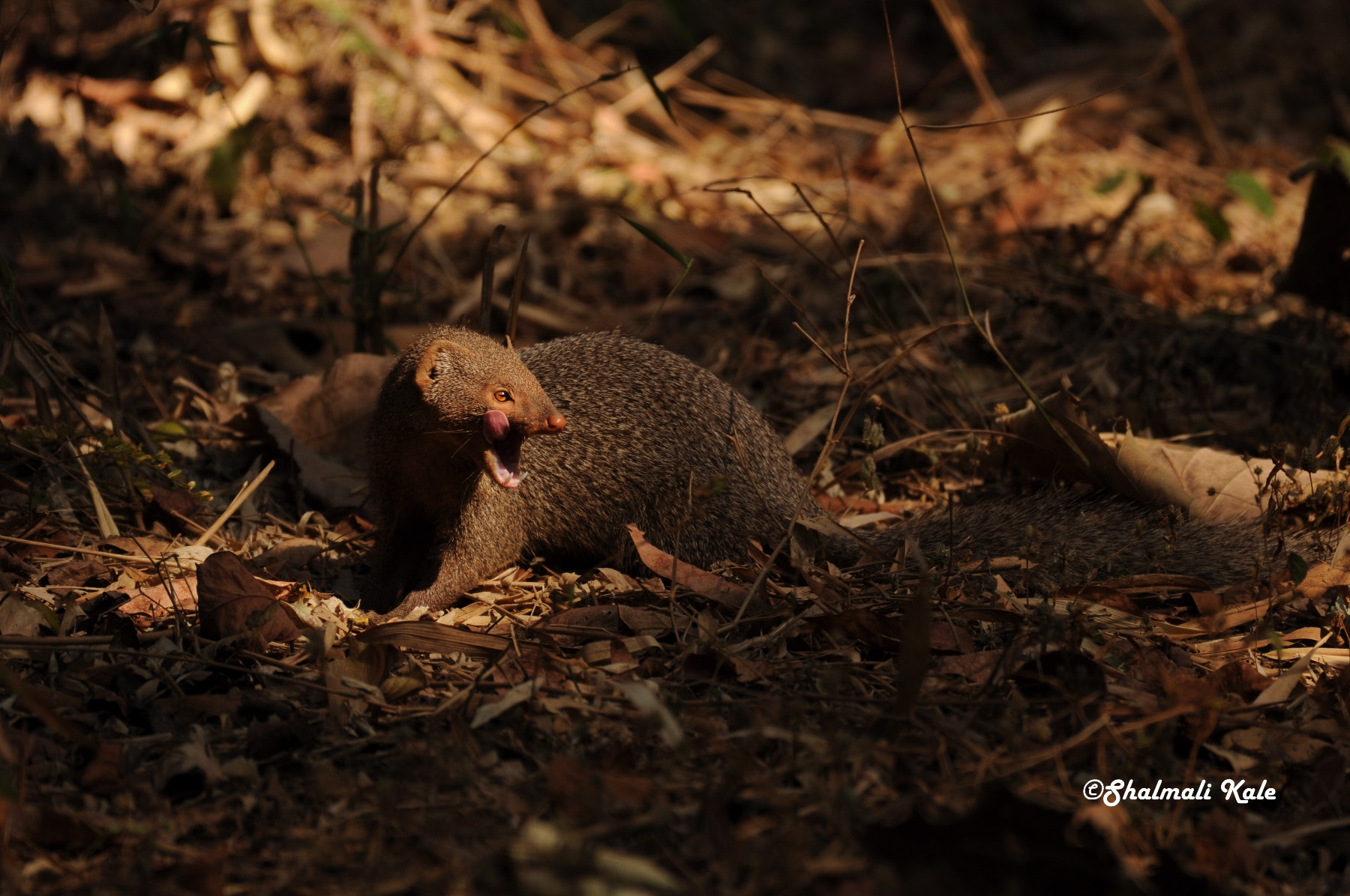 Nikon AF-S Nikkor 200-500mm F5.6E ED VR sample photo. Grey mongoose, tadoba national park, india photography