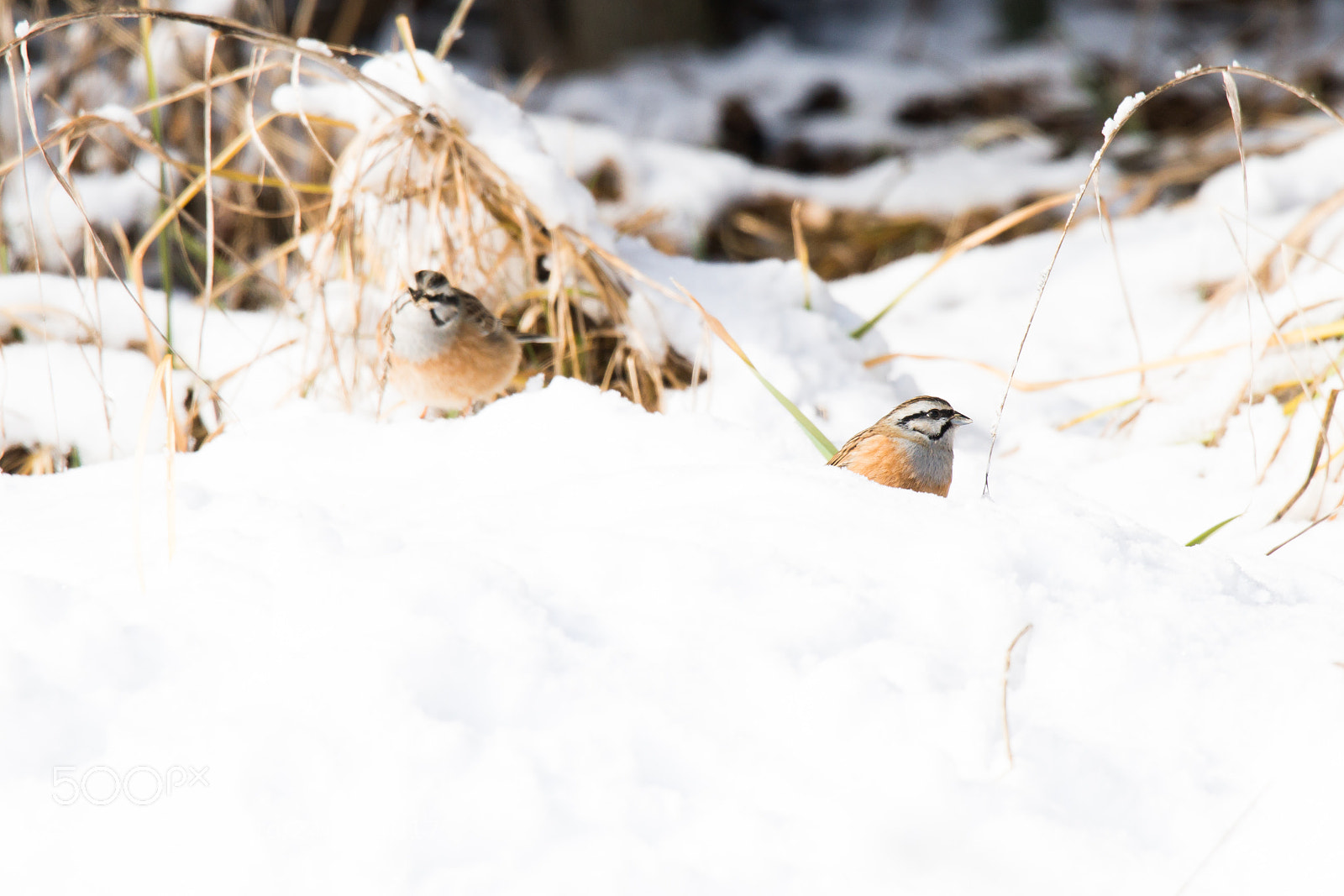 Sony SLT-A99V sample photo. Rock bunting photography