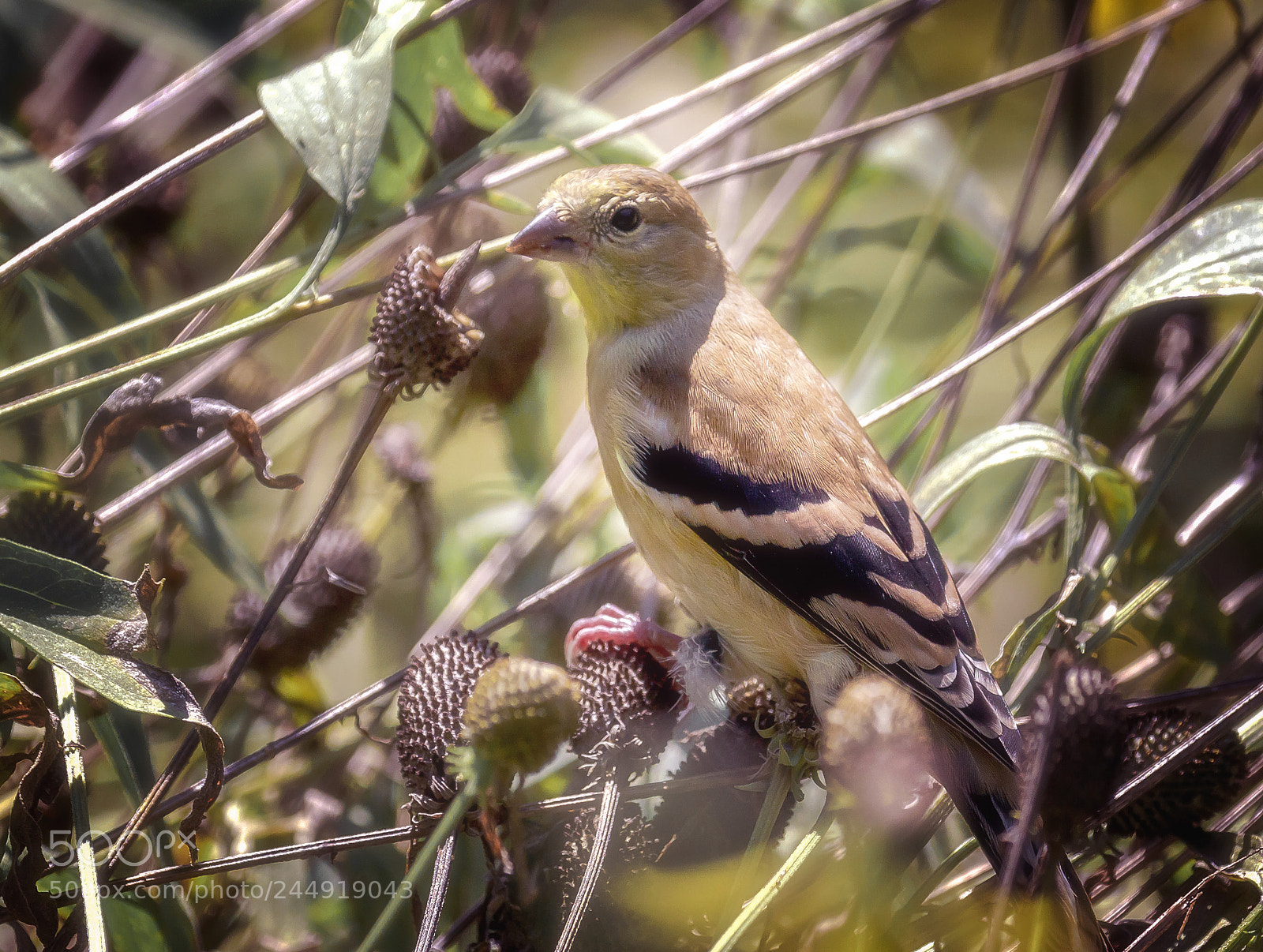 Canon EOS 7D Mark II sample photo. American goldfinch photography