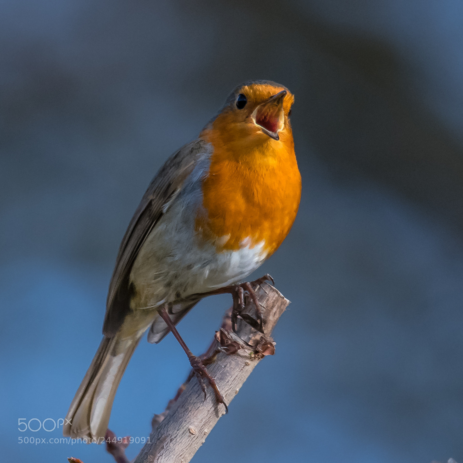 Nikon D850 sample photo. Sing robin sing! photography