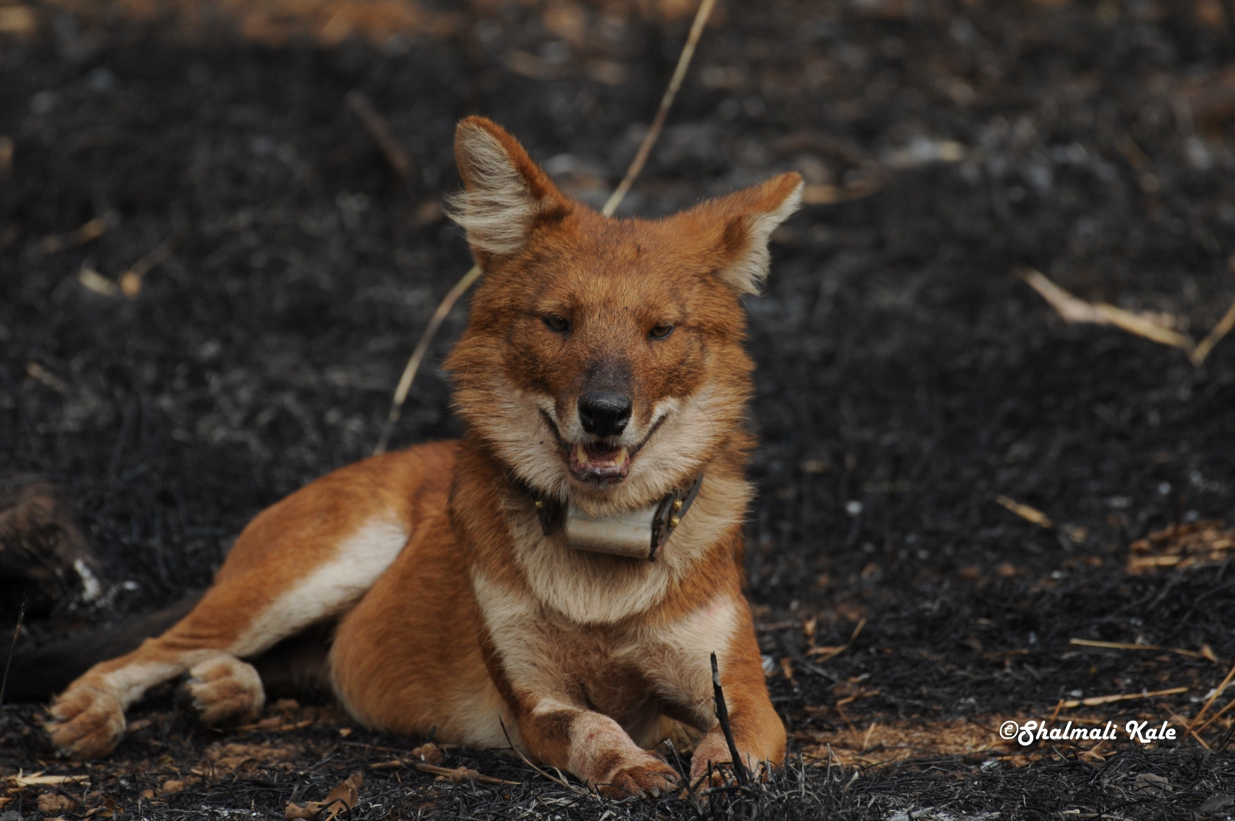 Nikon AF-S Nikkor 200-500mm F5.6E ED VR sample photo. Wild dogs with collar, tadoba national park photography