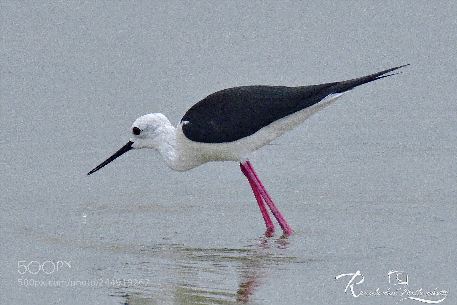 Nikon D500 sample photo. Black-winged stilt photography