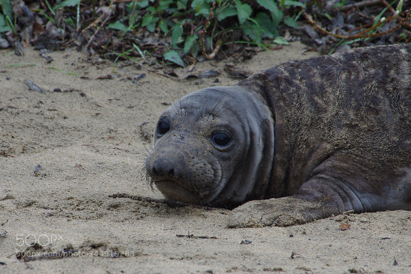 Pentax K-5 sample photo. Seal1 photography