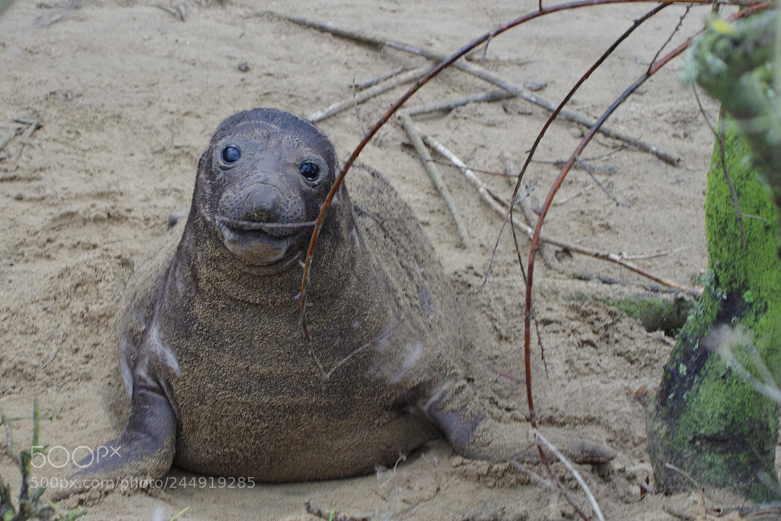 Pentax K-5 sample photo. Seal2 photography
