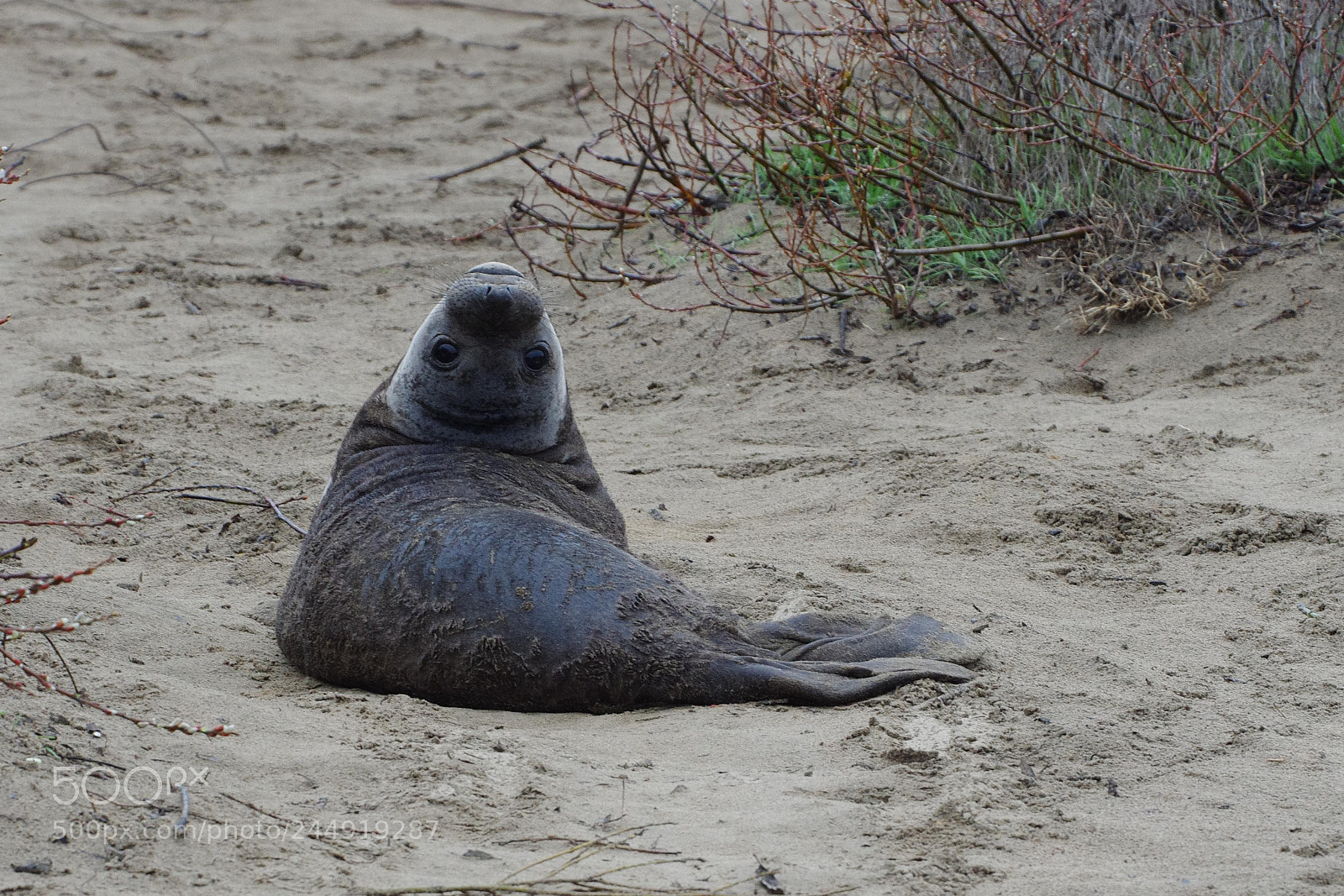 Pentax K-5 sample photo. Seal3 photography