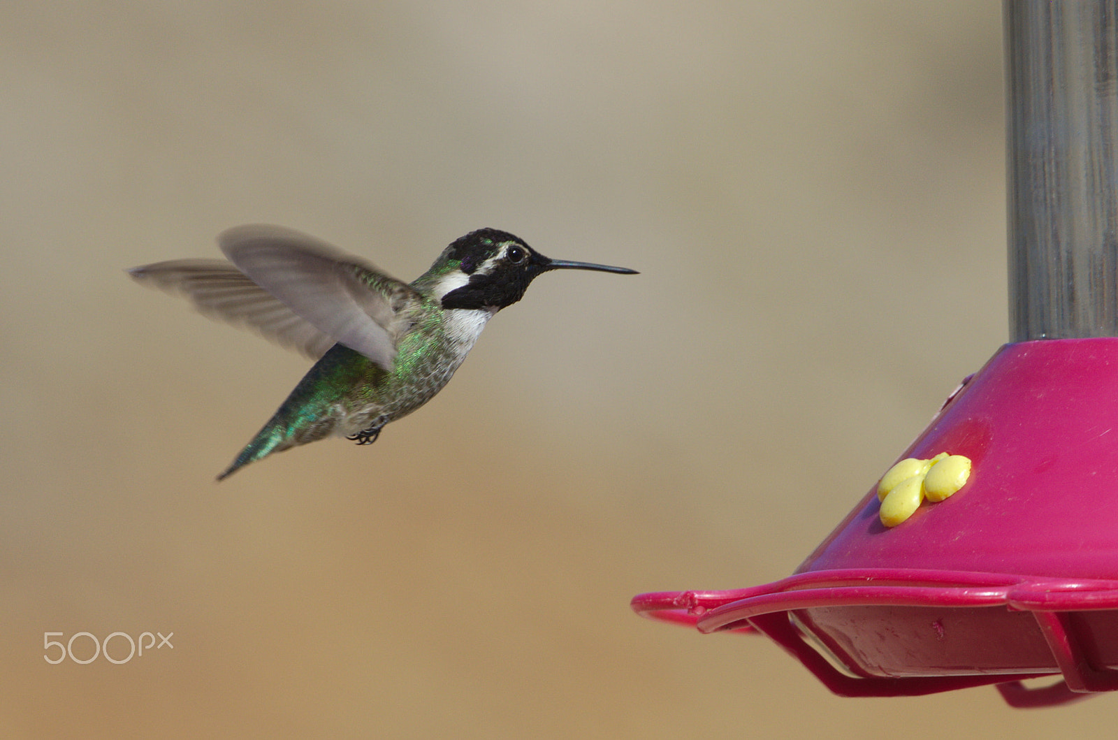 Sigma 50-500mm F4.5-6.3 DG OS HSM sample photo. Hummingbird1 photography