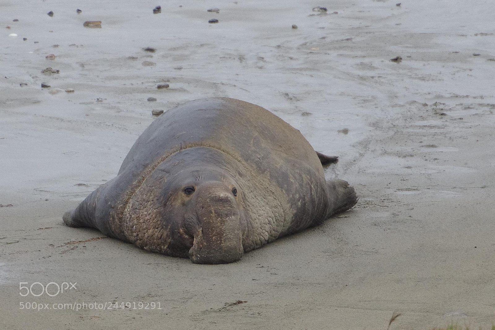Pentax K-5 sample photo. Seal4 photography