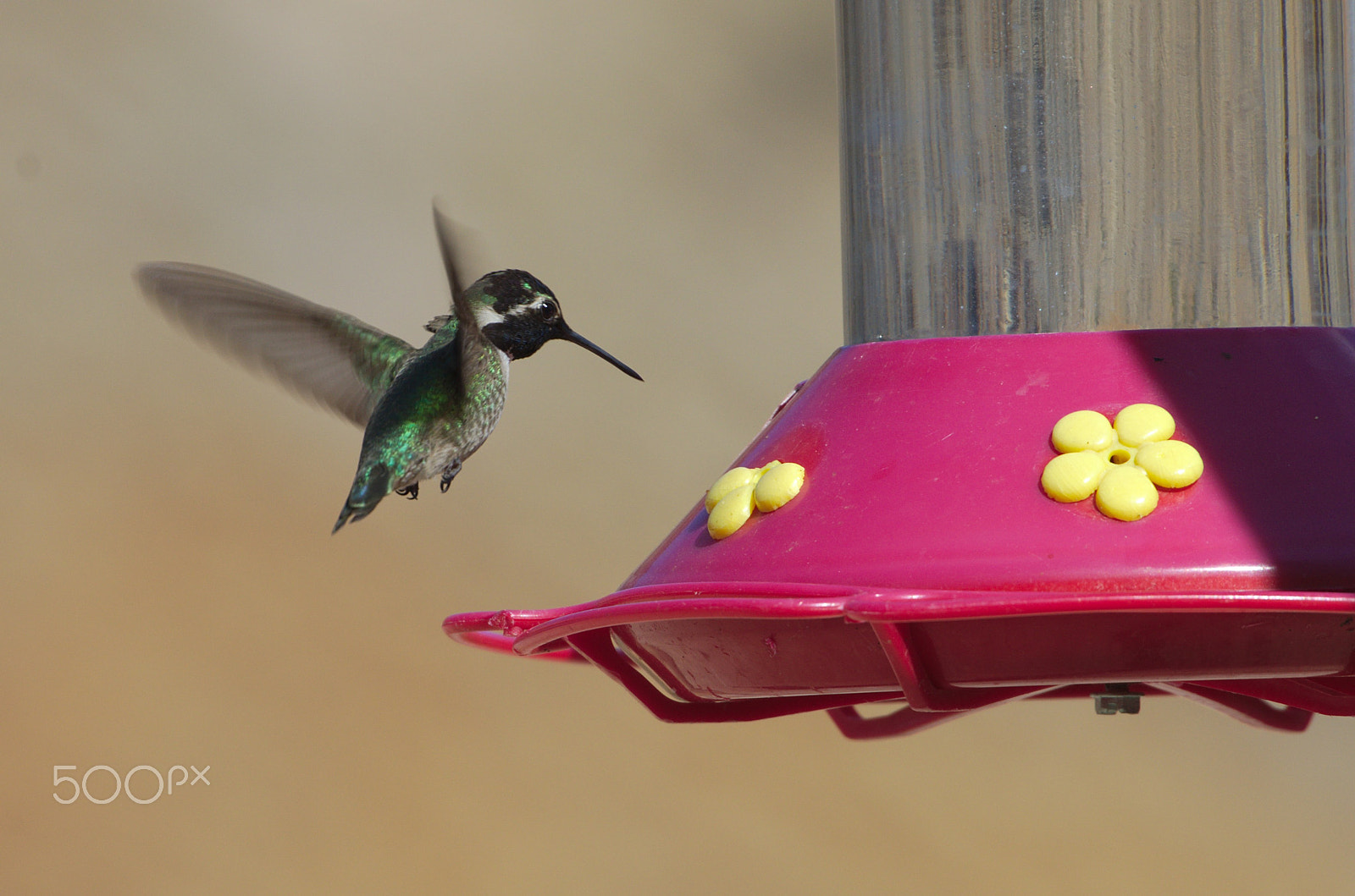 Pentax K-5 + Sigma 50-500mm F4.5-6.3 DG OS HSM sample photo. Hummingbird2 photography