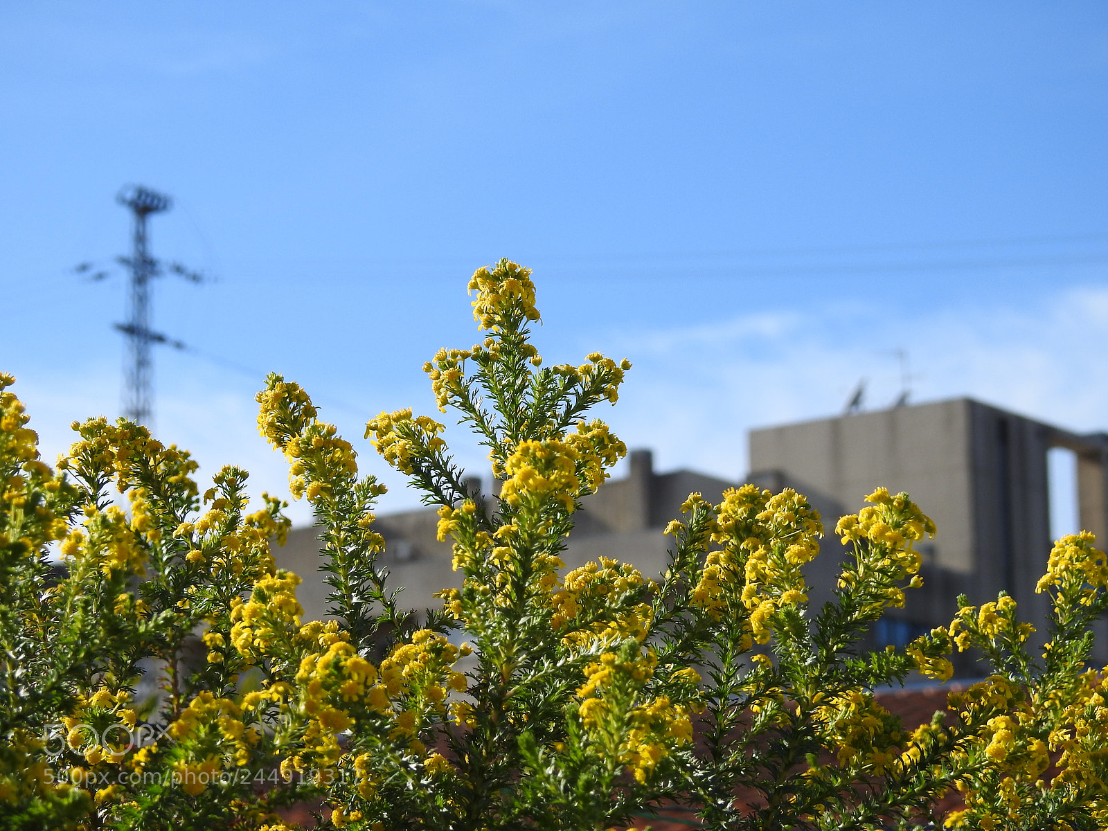 Nikon Coolpix P900 sample photo. Nature photography
