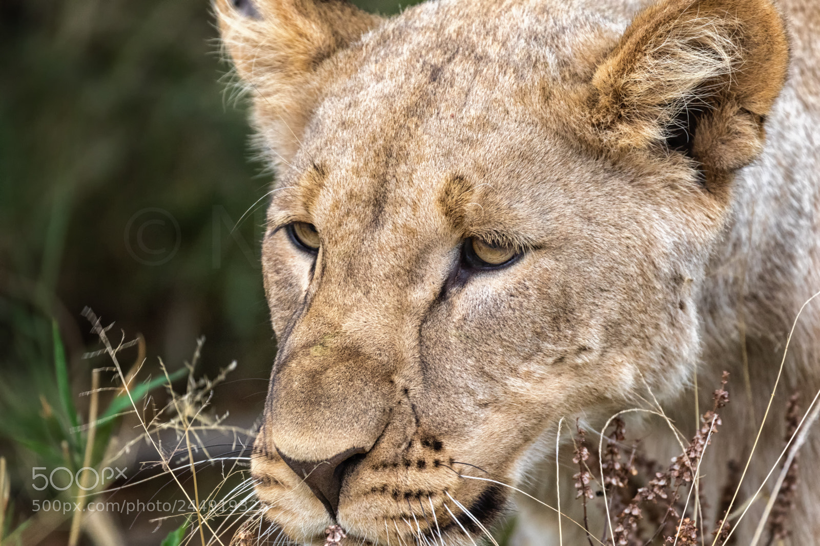 Canon EOS 7D Mark II sample photo. Lioness at madikwe private photography