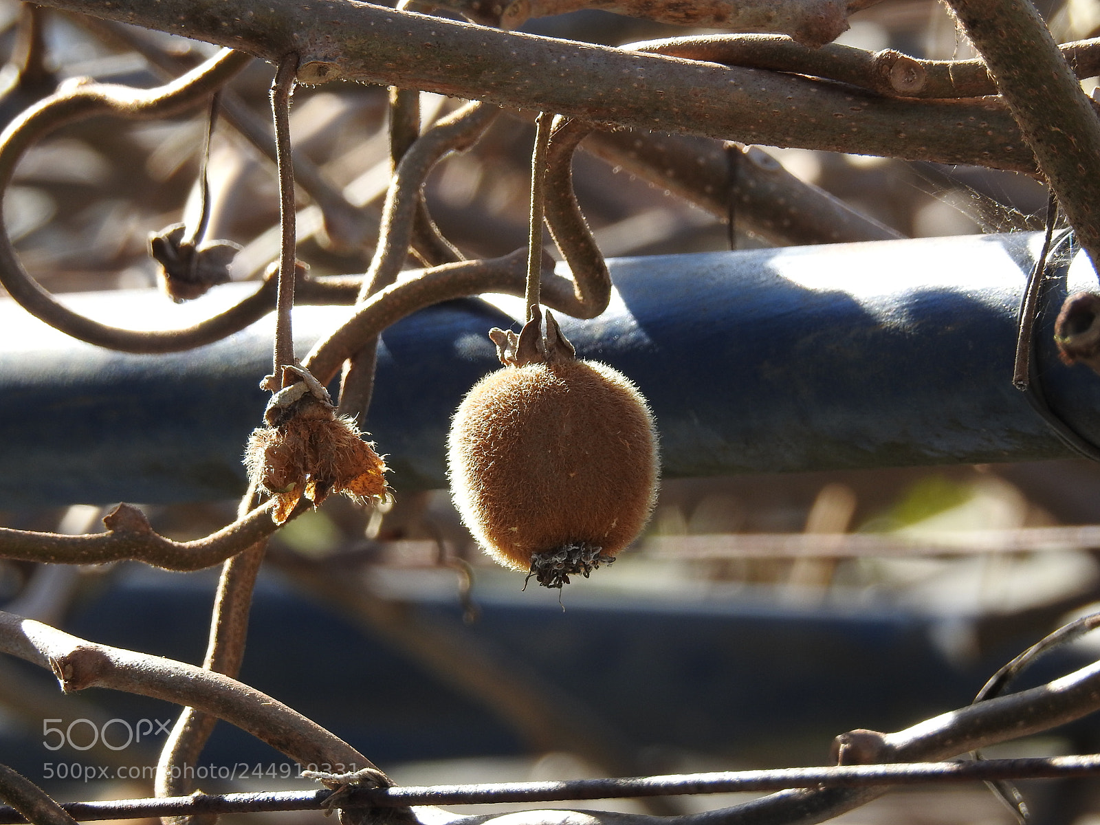 Nikon Coolpix P900 sample photo. Nature photography