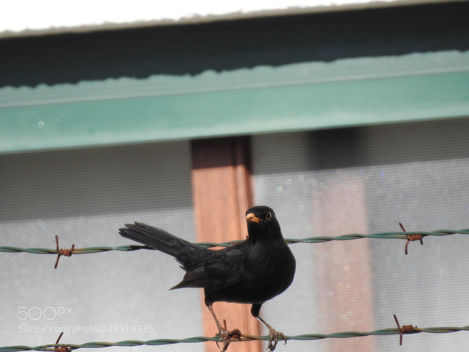 Nikon Coolpix P900 sample photo. Nature photography