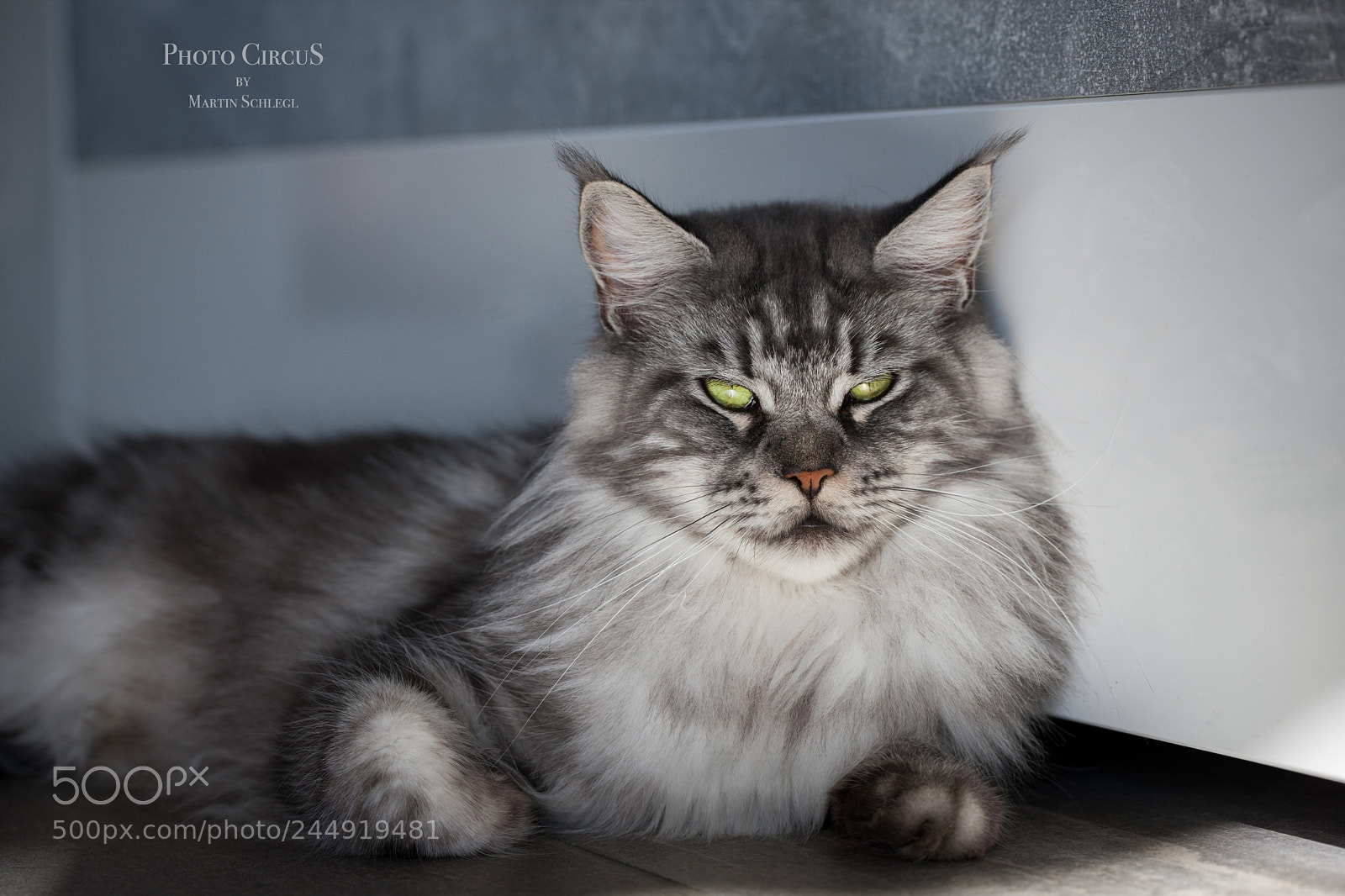 Canon EOS-1Ds Mark III sample photo. Cooni <3 photography