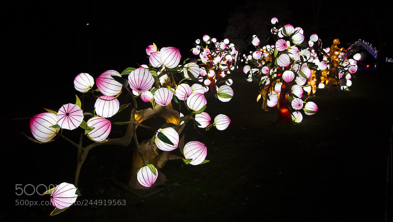Nikon D4S sample photo. Festival des lanternes photography