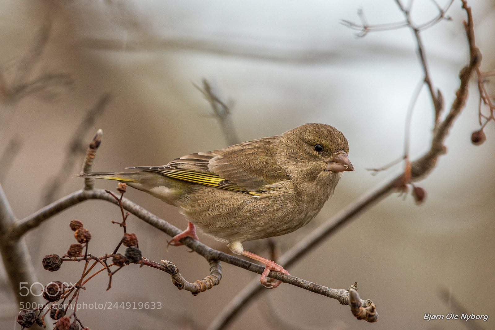 Nikon D7200 sample photo. Carduelis chloris photography