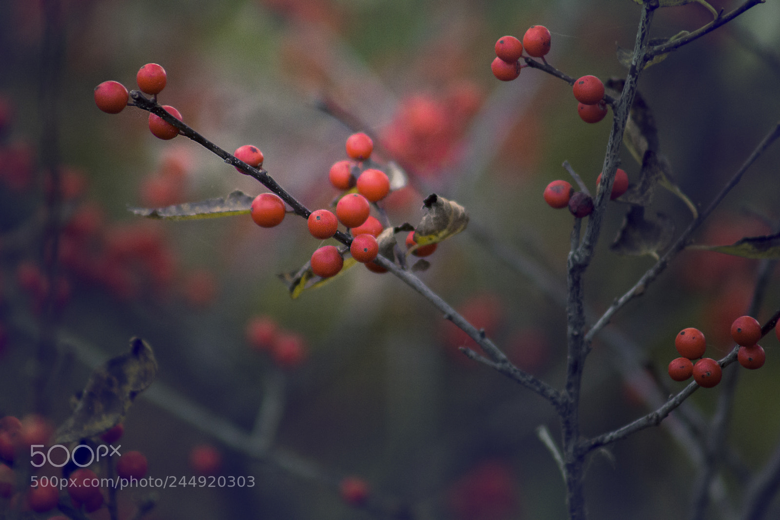 Canon EOS 60D sample photo. Memories of autumn 2 photography