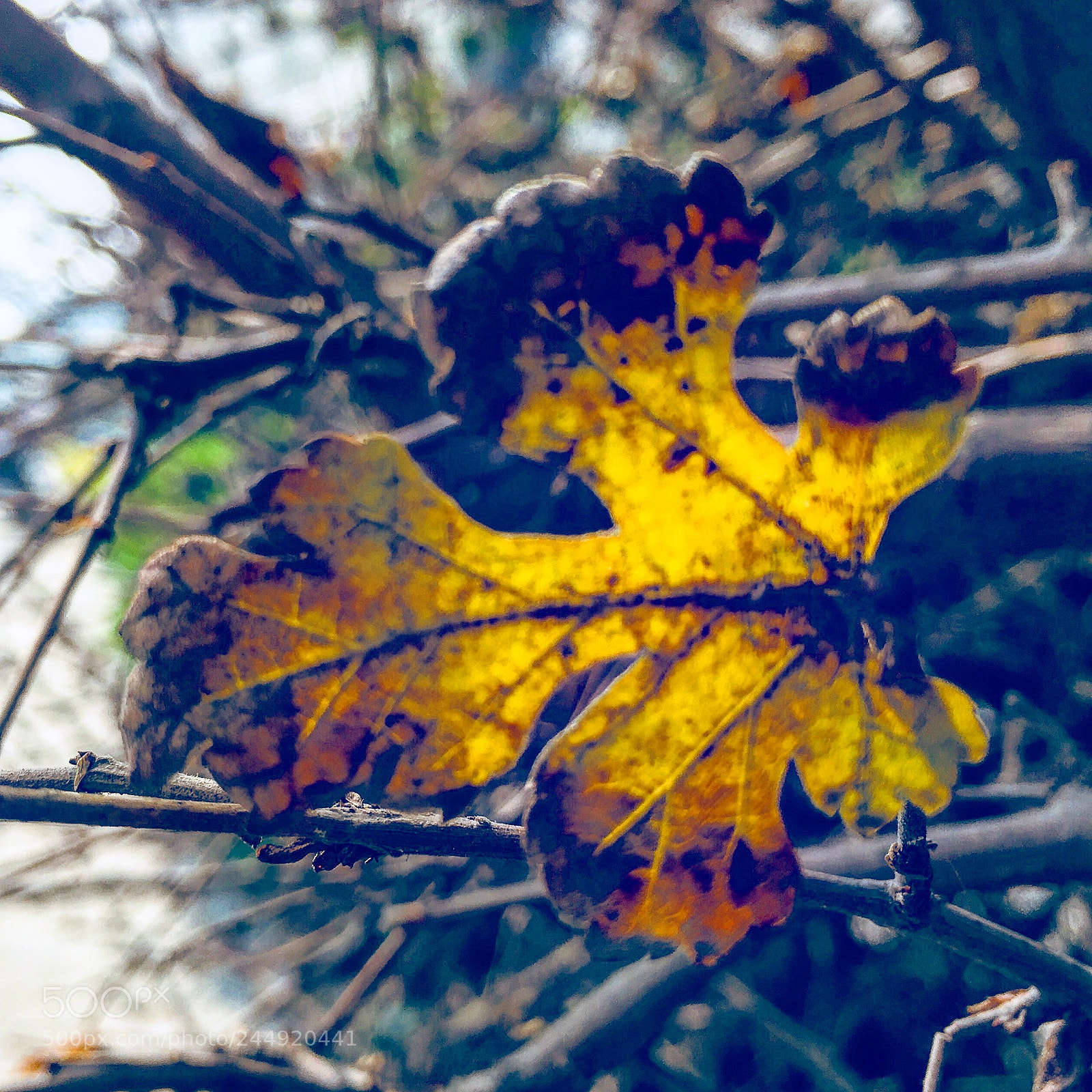 Apple iPhone 6s Plus sample photo. Untitled photography