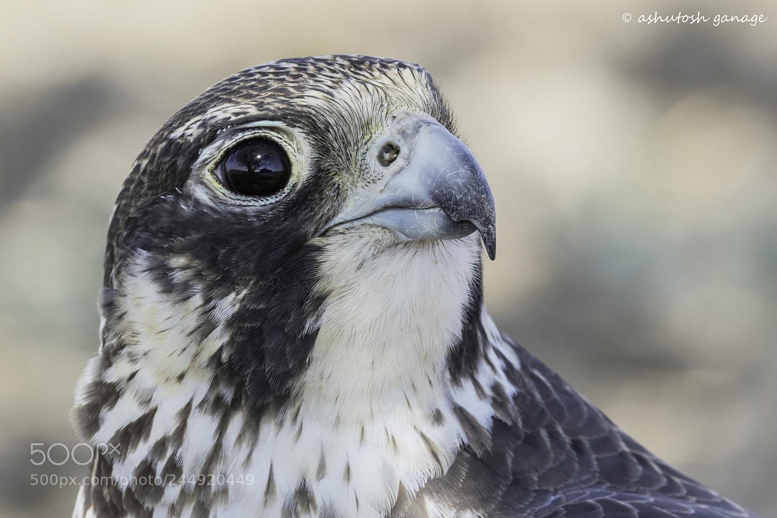 Canon EOS 7D Mark II sample photo. In the eyes ...... photography