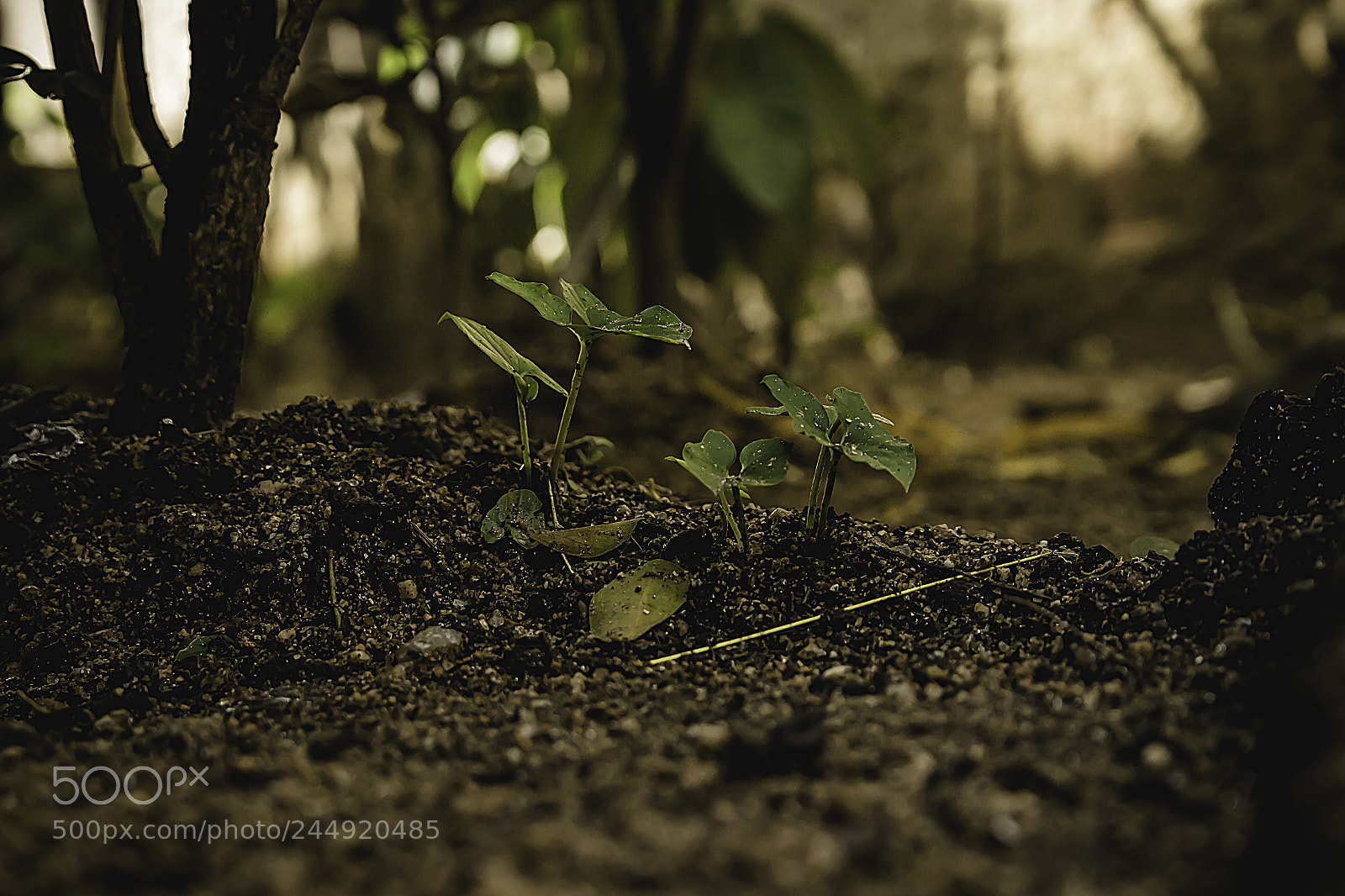Canon EOS 700D (EOS Rebel T5i / EOS Kiss X7i) sample photo. Near the ground photography