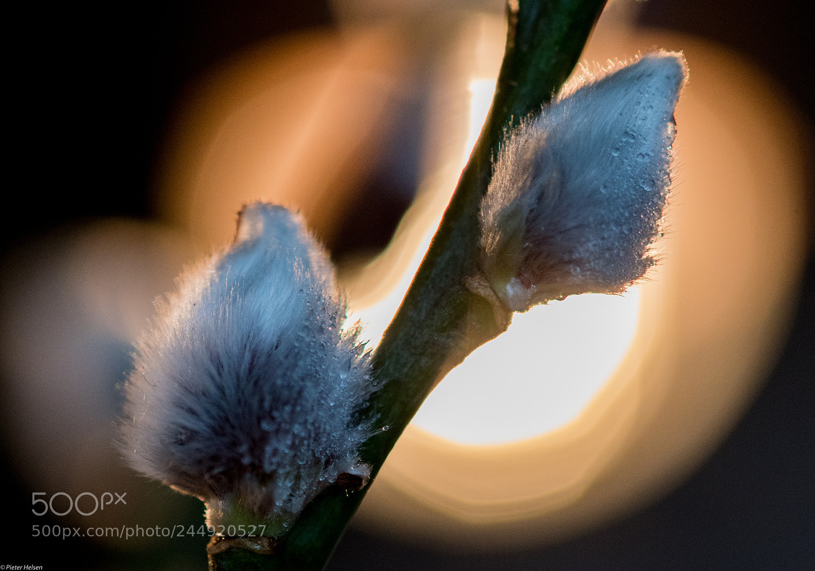 Nikon D500 sample photo. Catkins photography