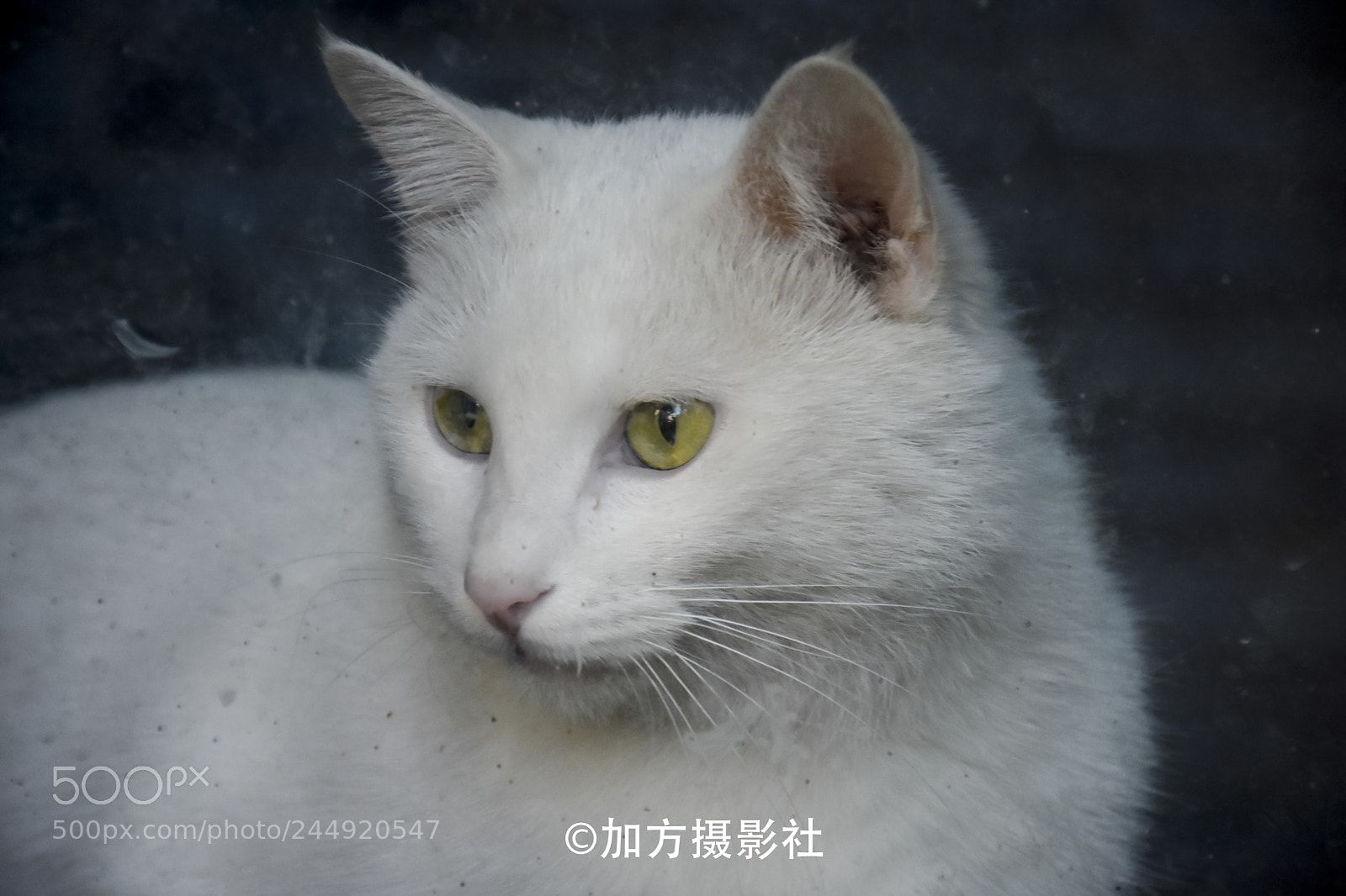 Nikon D7200 sample photo. Cat photography