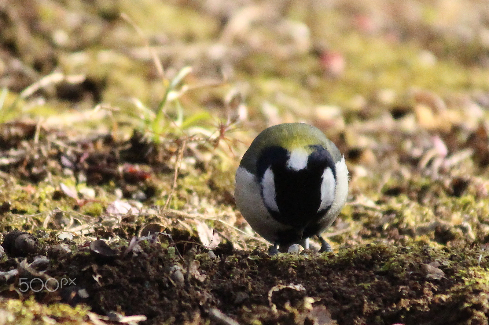 Canon EOS 100D (EOS Rebel SL1 / EOS Kiss X7) sample photo. Mysterious ball photography