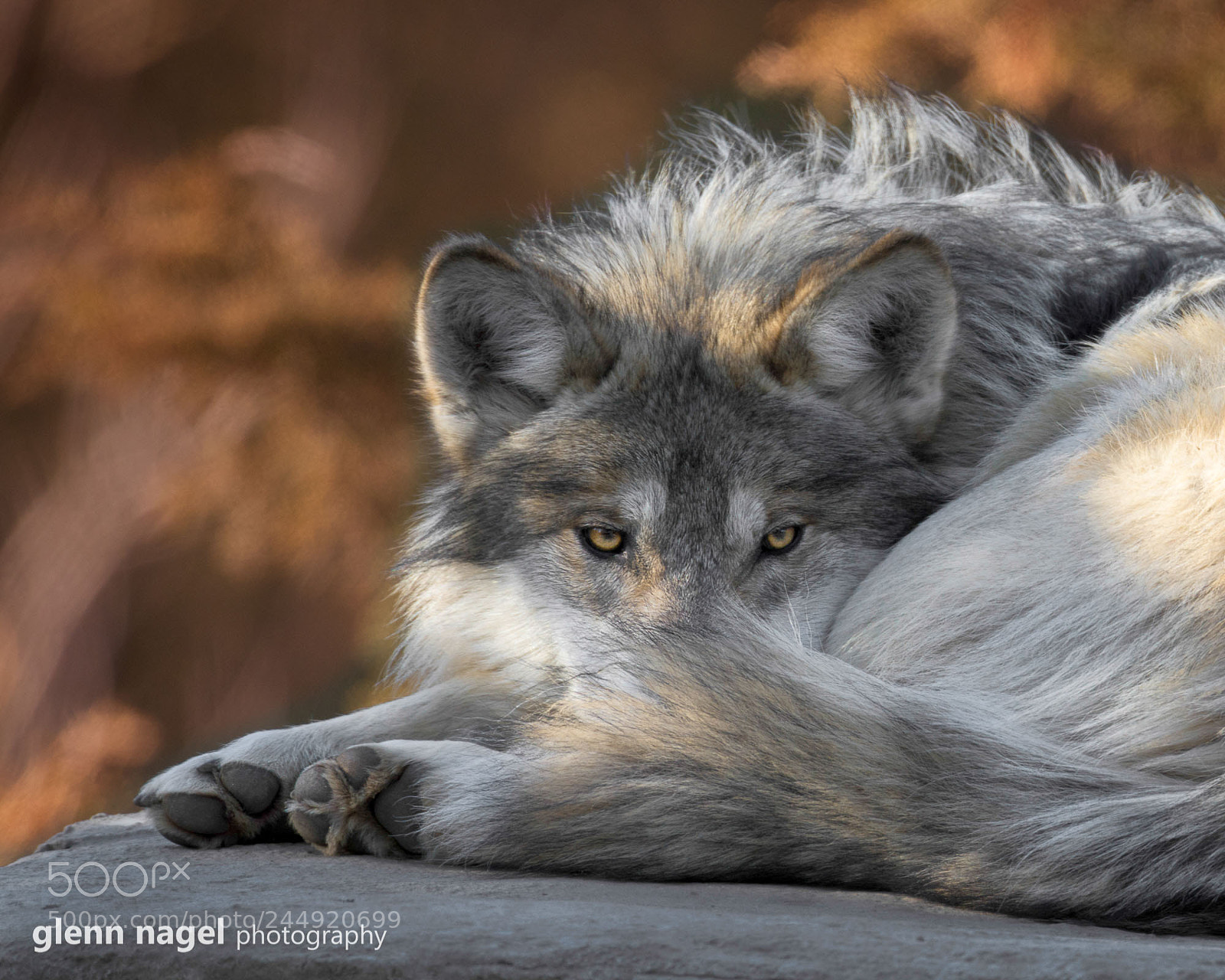 Nikon D850 sample photo. Mexican gray wolf photography