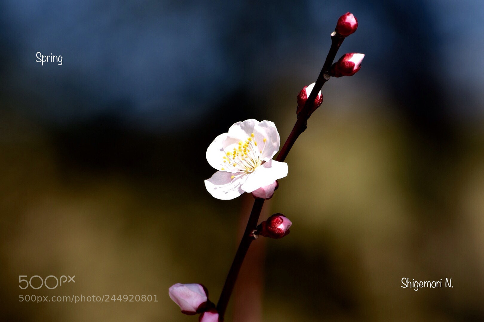 Nikon D5500 sample photo. Spring photography